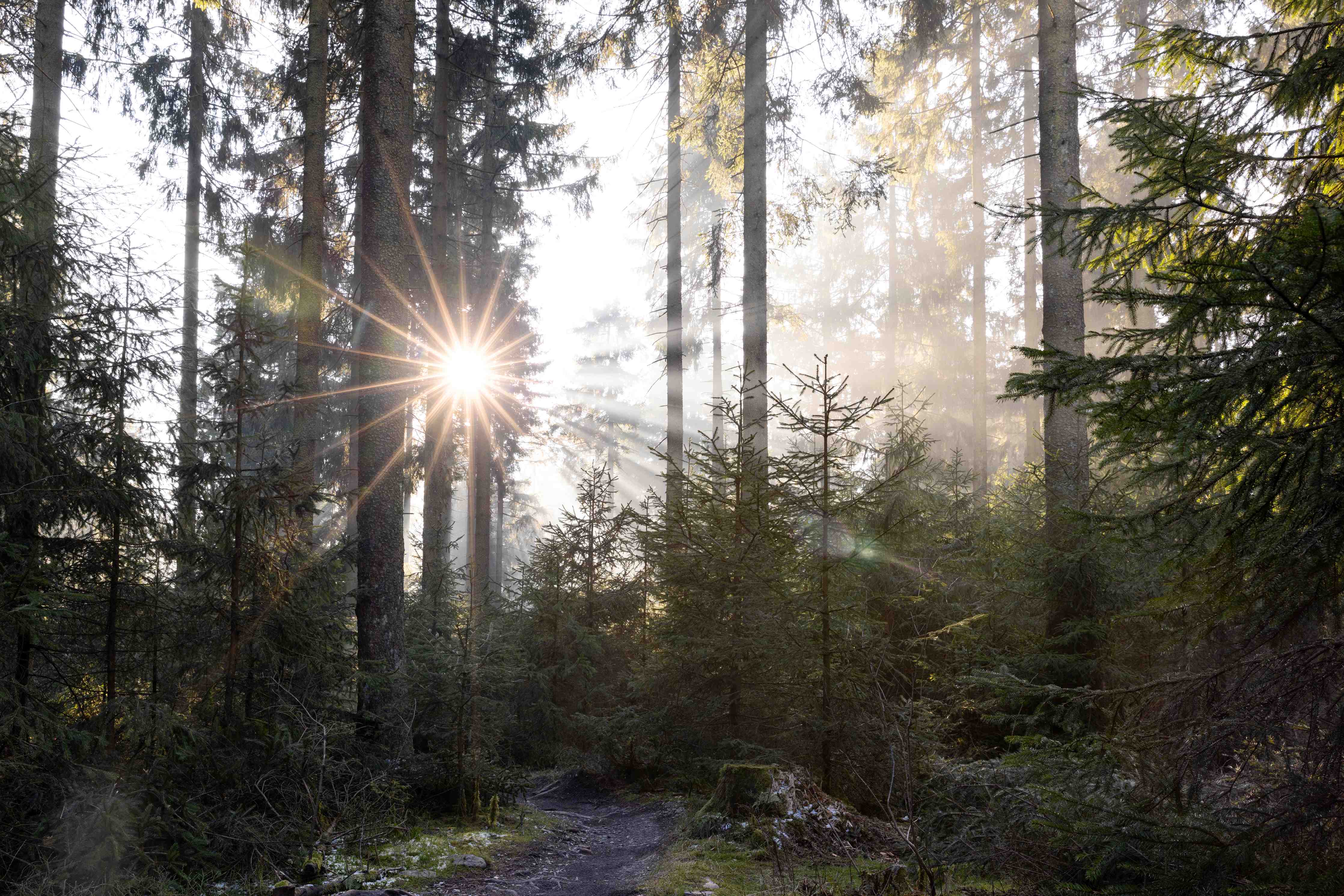 Große Wandbilder-Frühling in einem sonnendurchfluteten Wald