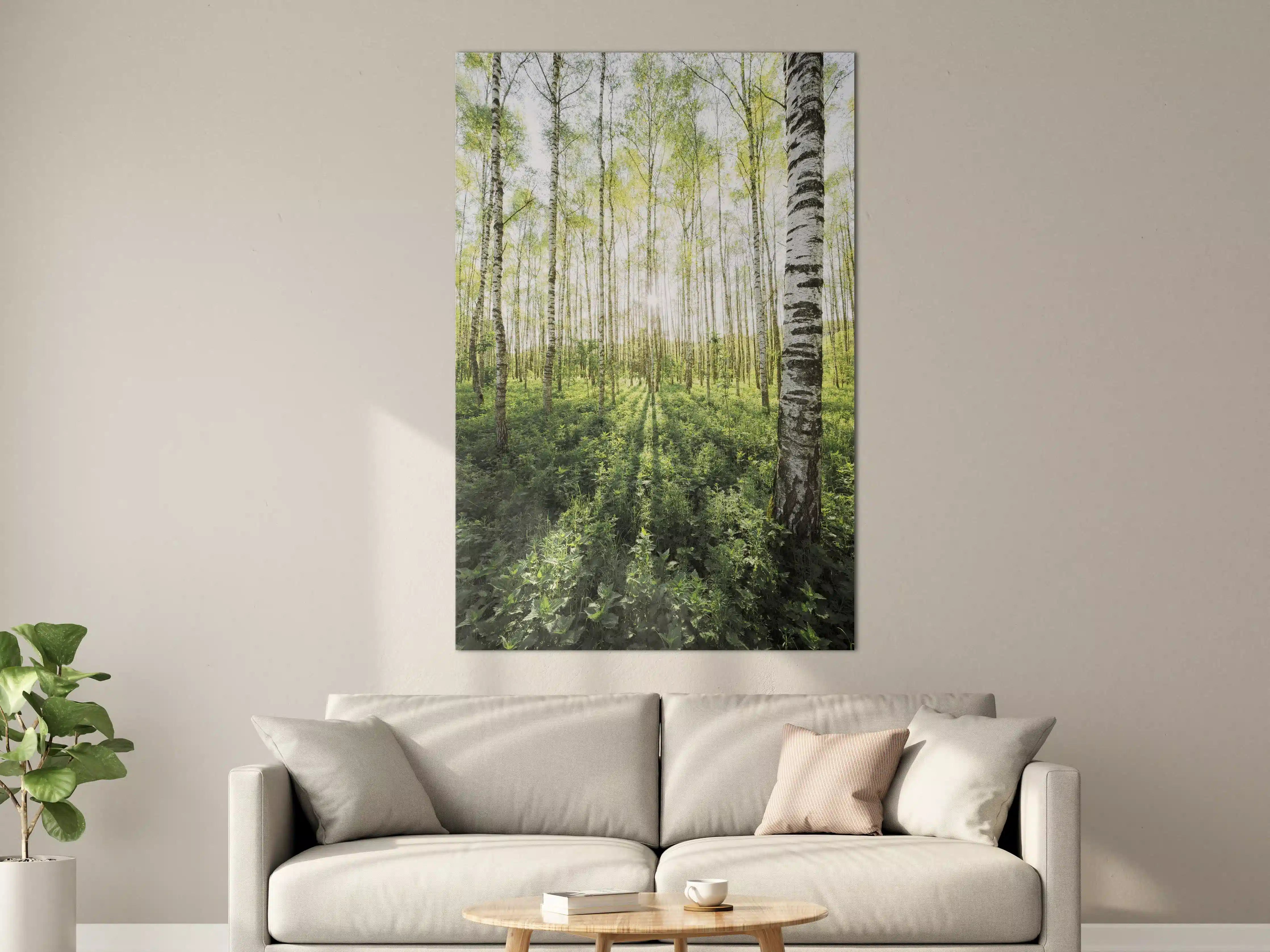 Große Wandbilder - Frühlings-Birkenwald Lichtspiel