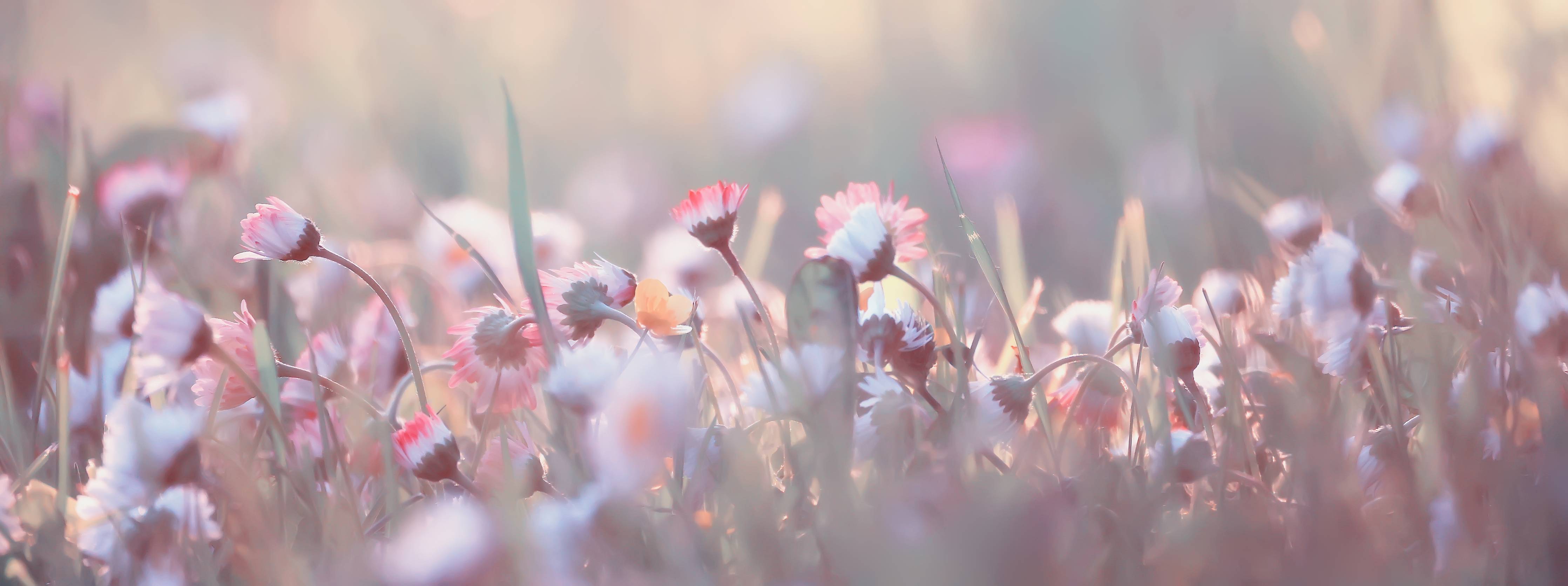 Große Wandbilder-Gänseblümchen in der Natur