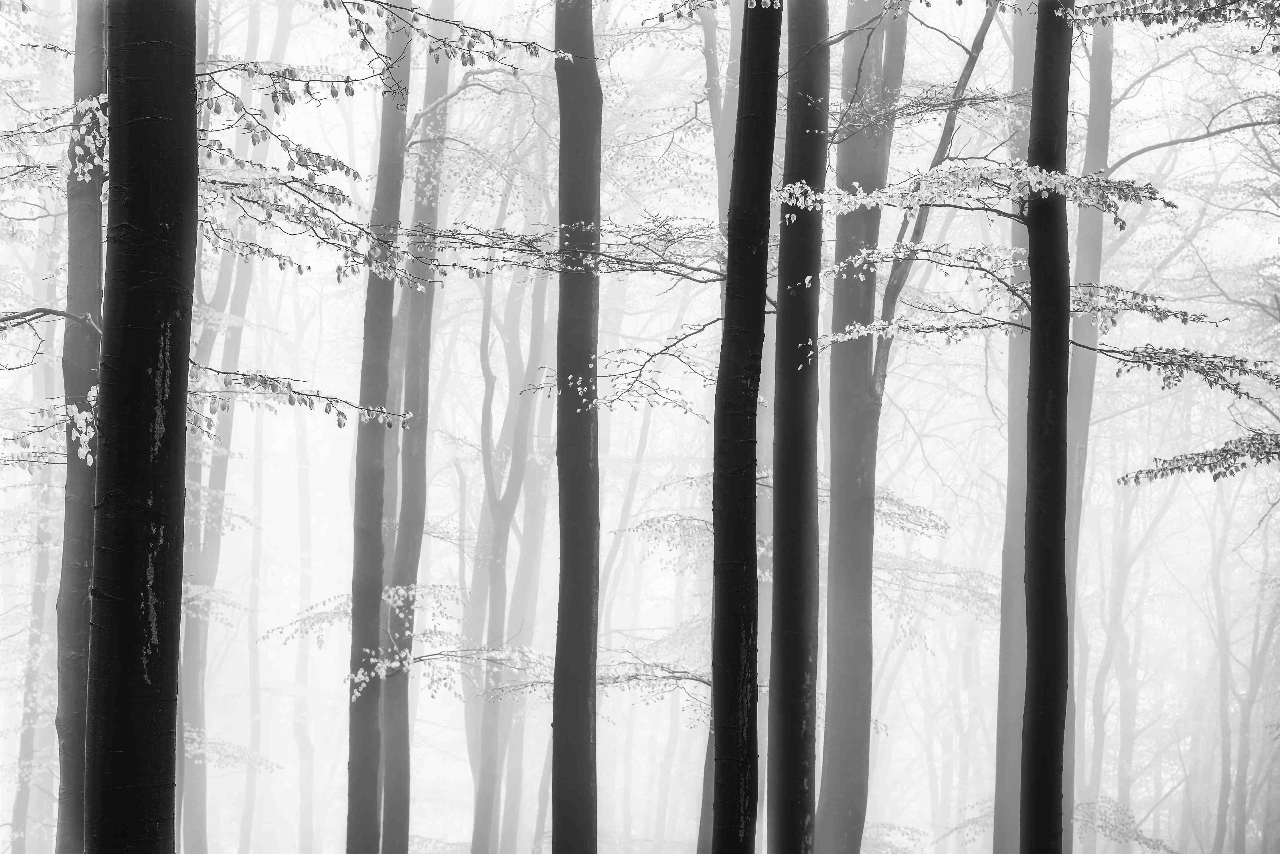 Große Wandbilder-Geisterhafter Graufilterwald