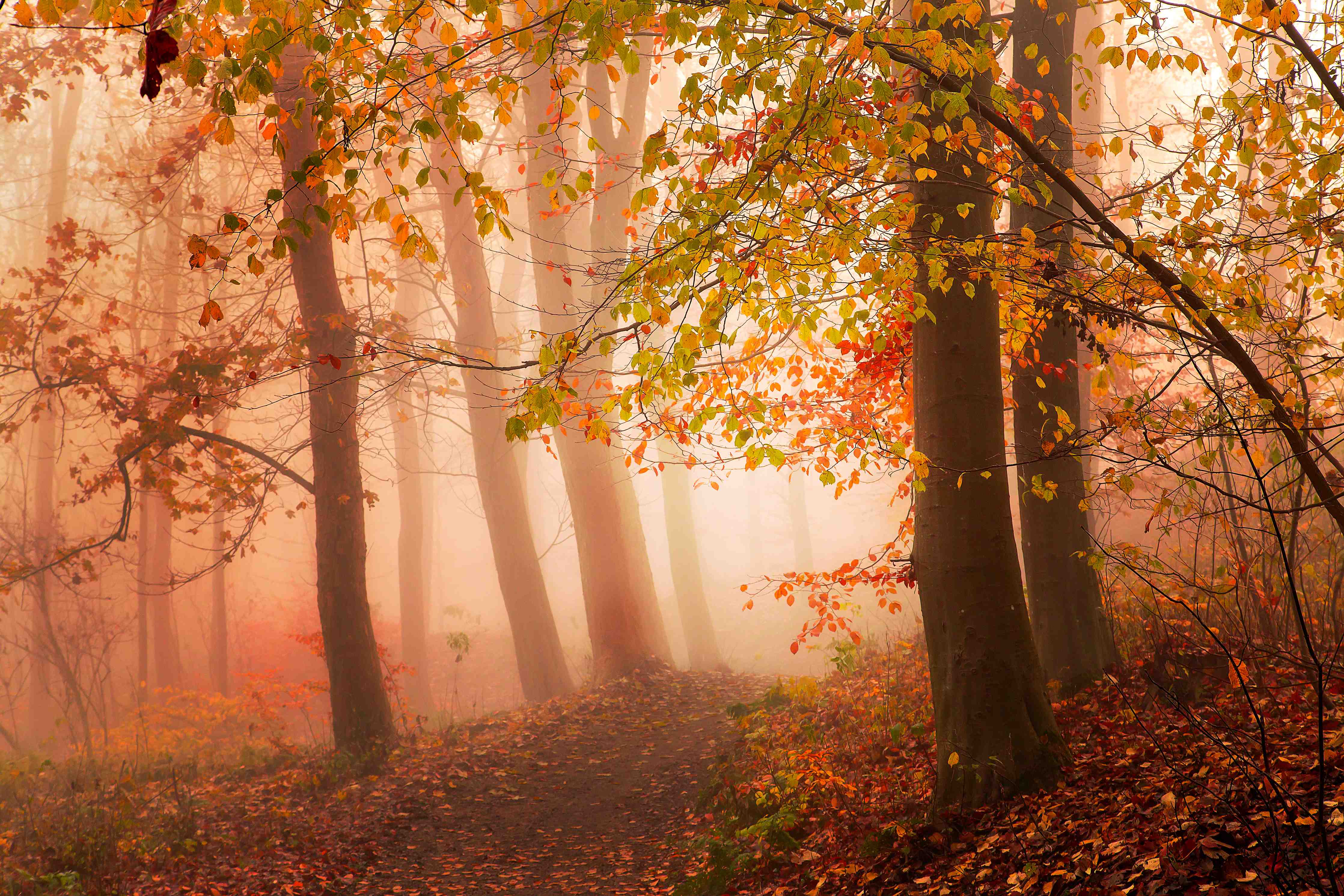 Große Wandbilder-Gemütlicher Herbstwaldspaziergang