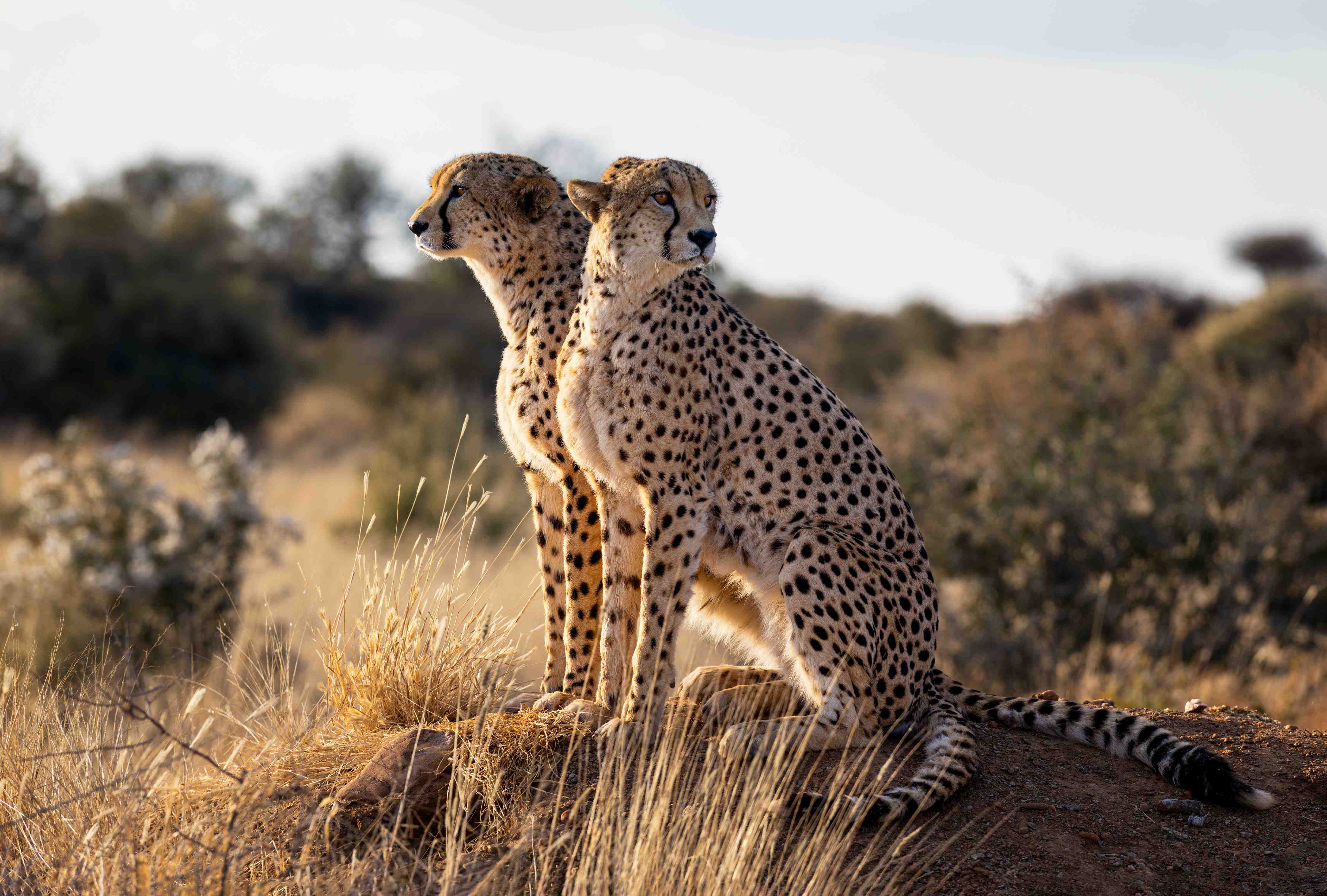 Große Wandbilder-Gepard in freier Natur