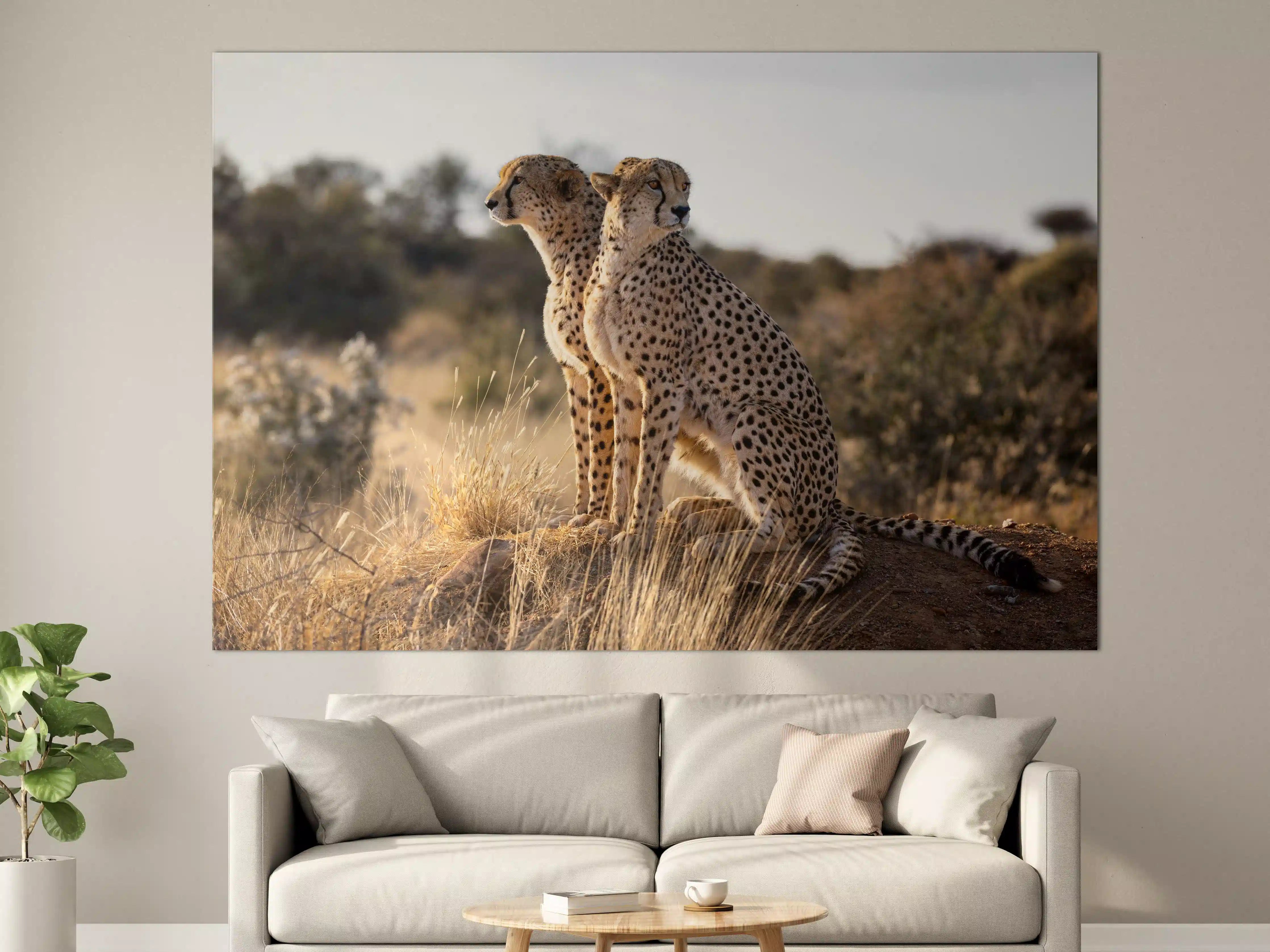 Große Wandbilder - Gepard in freier Natur