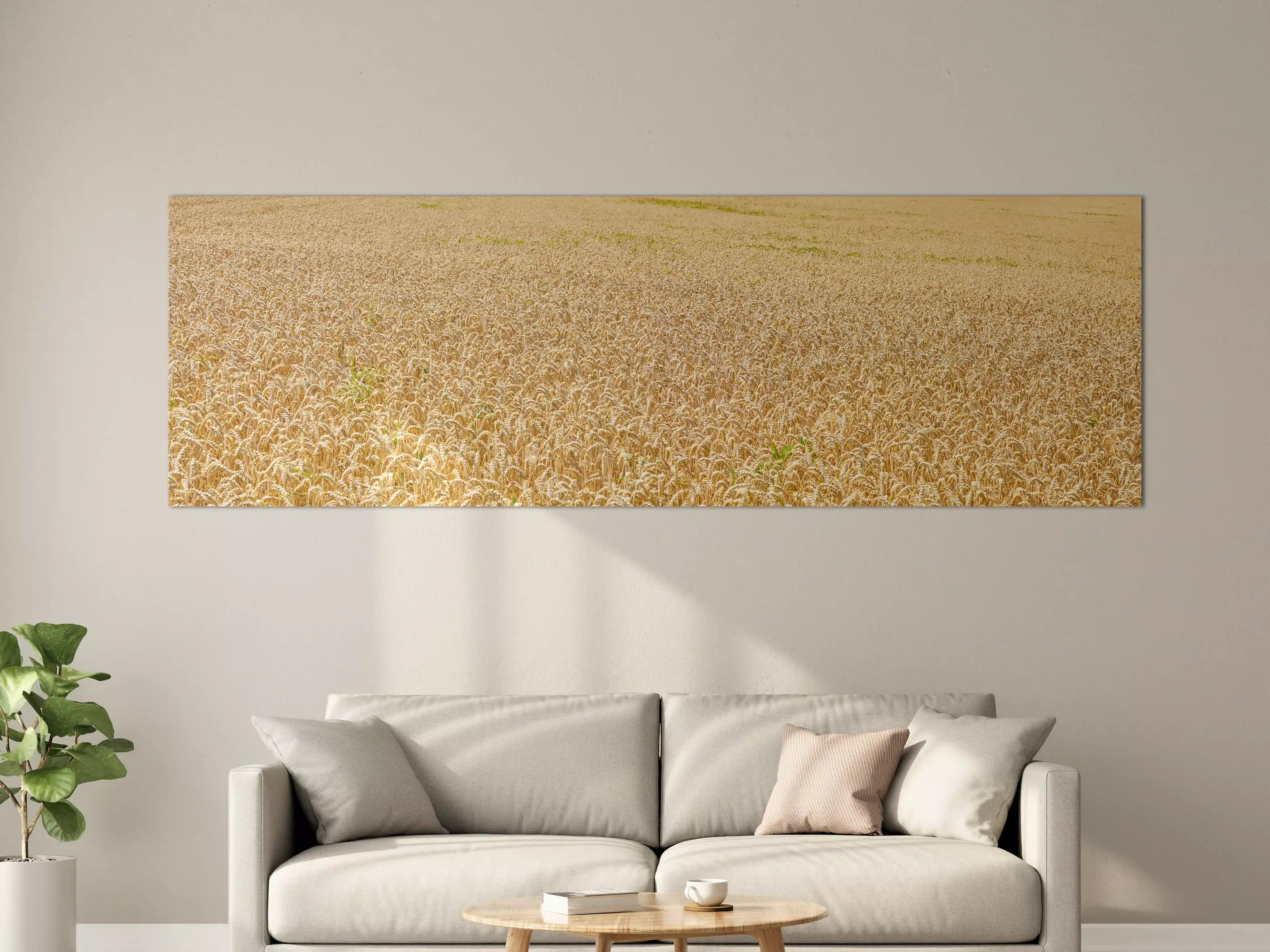 Große Wandbilder - Getreidefeld - Panoramabild
