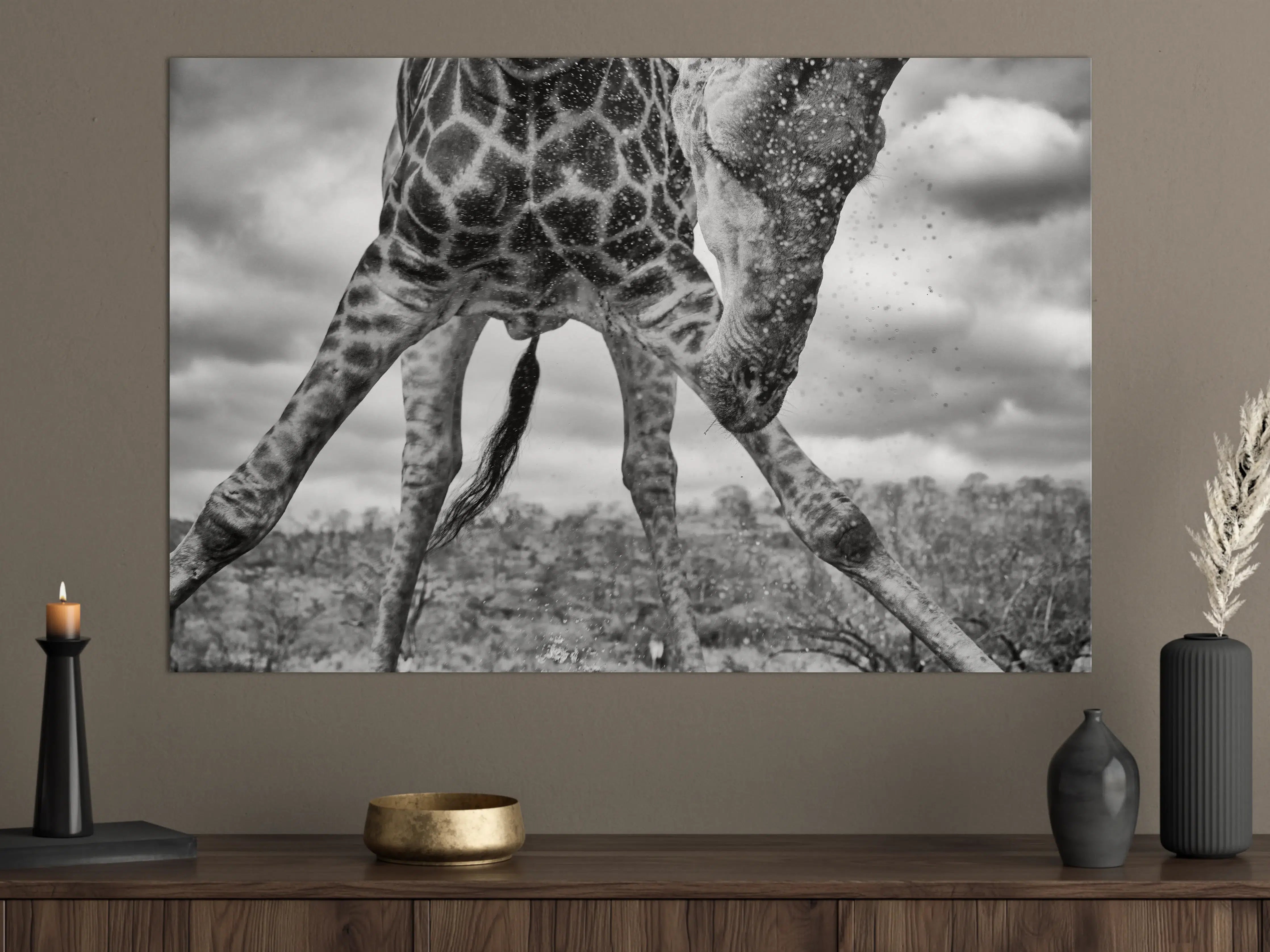 Große Wandbilder - Giraffe Schwarz-Weiß Splish