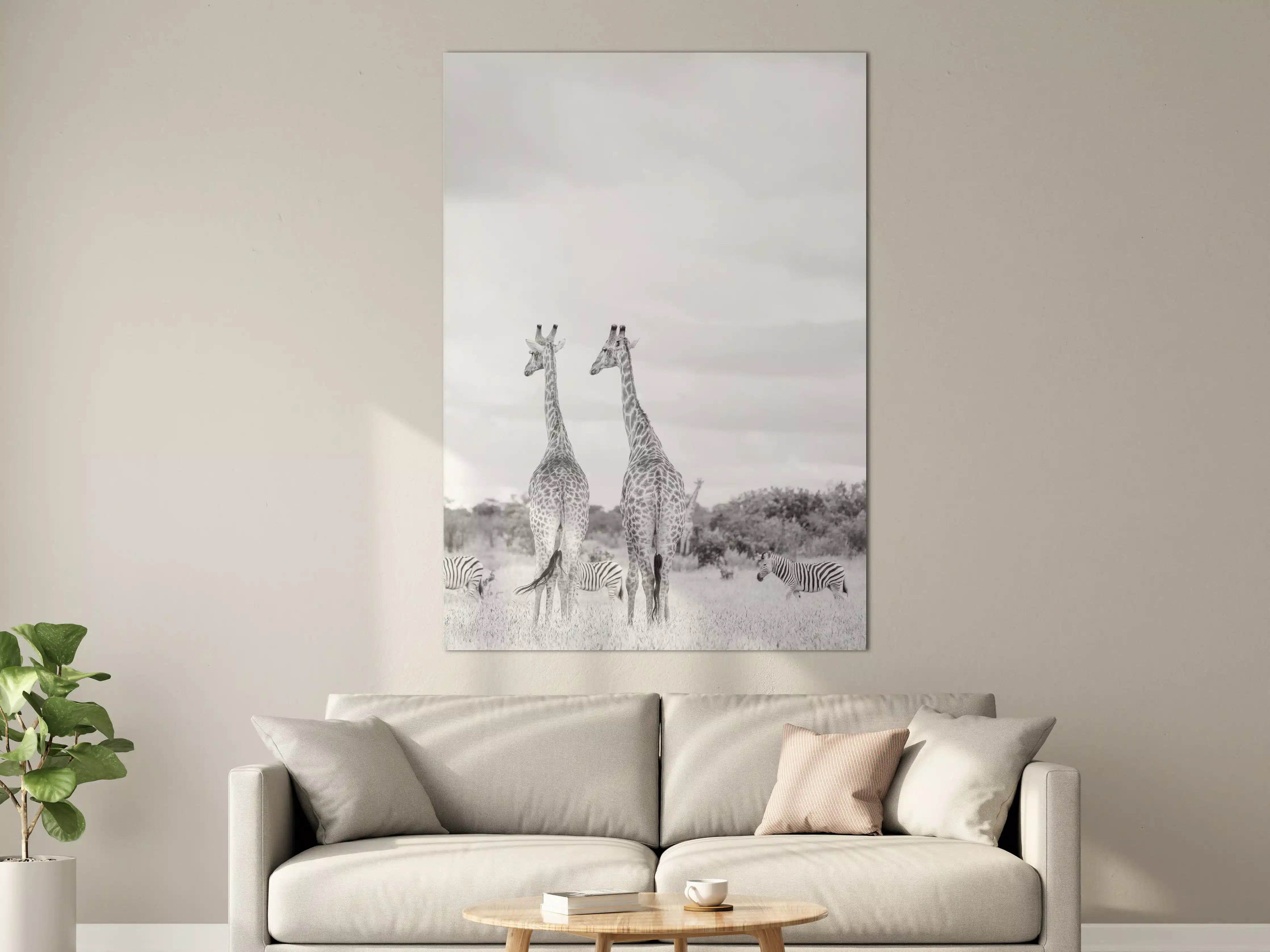 Große Wandbilder - Giraffen und Zebras - schwarz-weiß