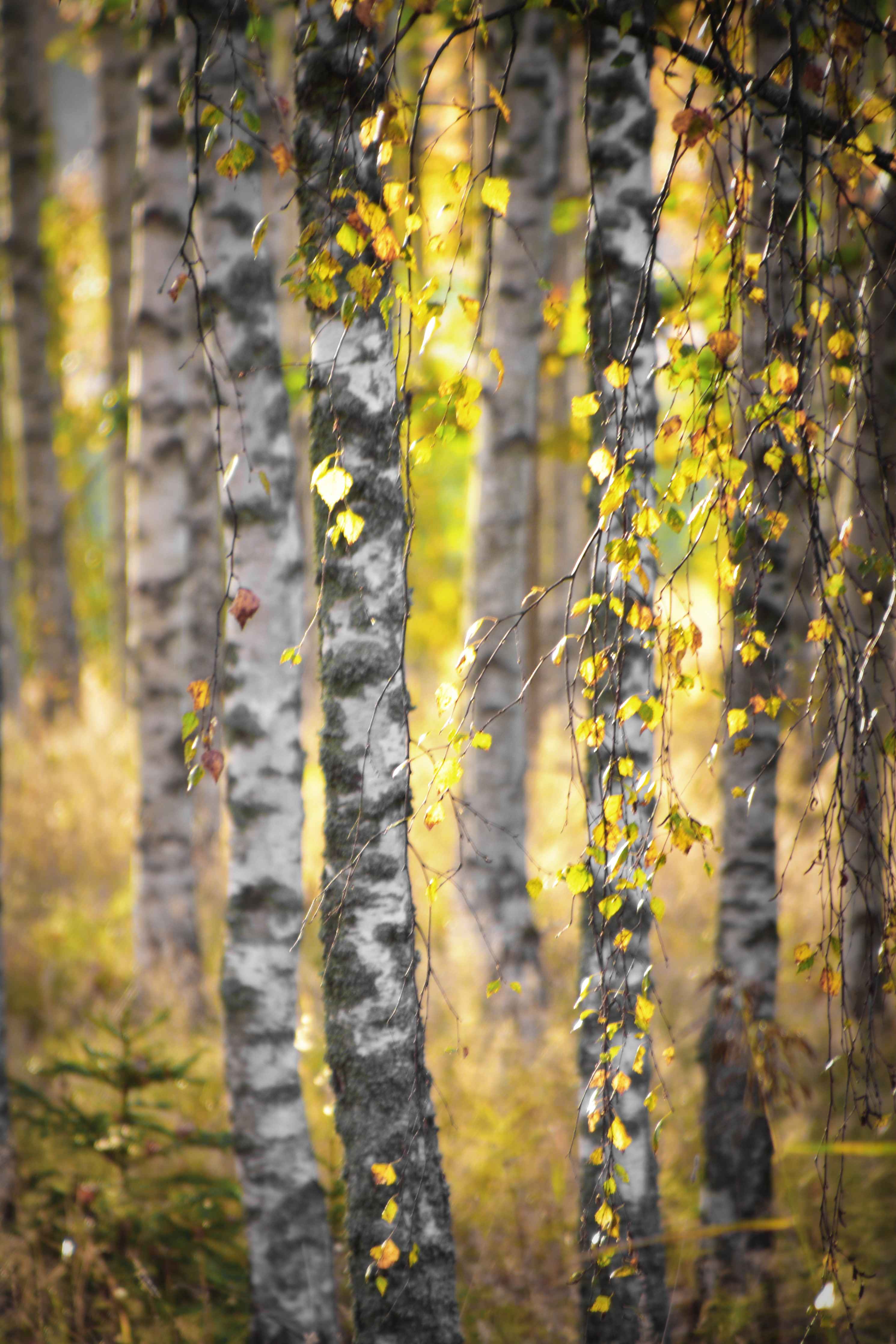 Große Wandbilder-Goldene Birken im Herbstlicht