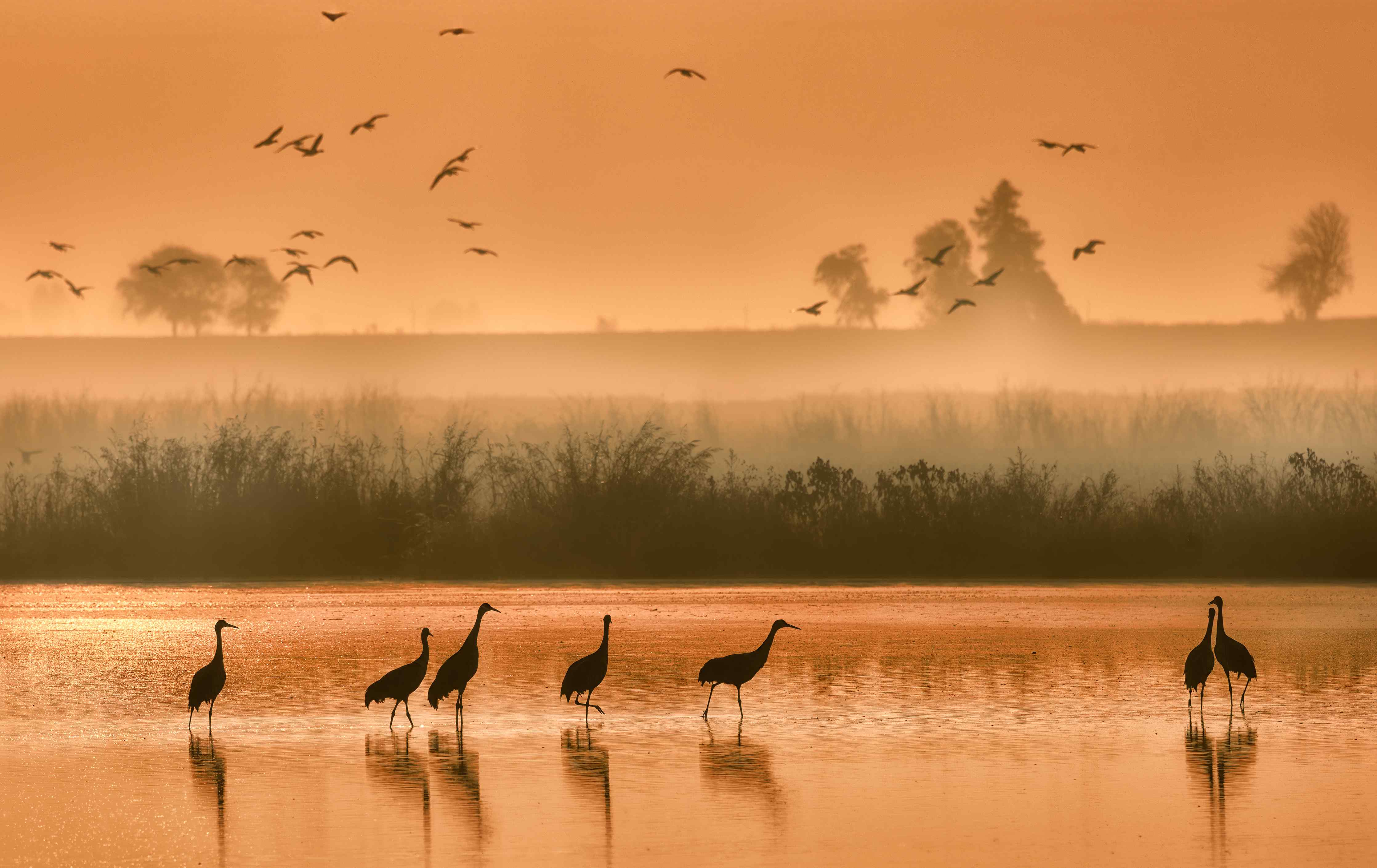 Große Wandbilder-Goldene Dämmerung am Fluss mit Zugvögeln
