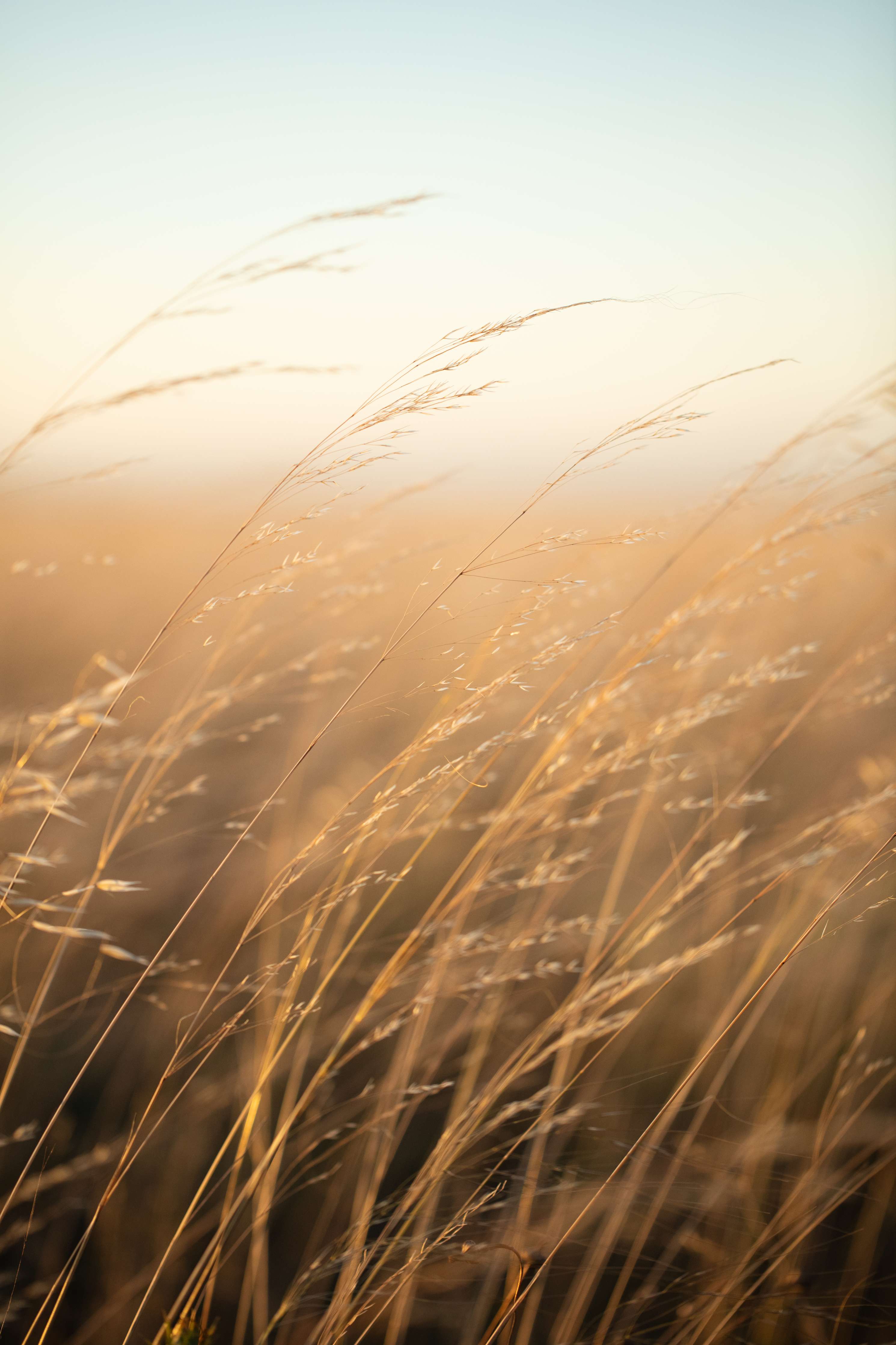 Große Wandbilder-Goldene Gräser im Sonnenlicht