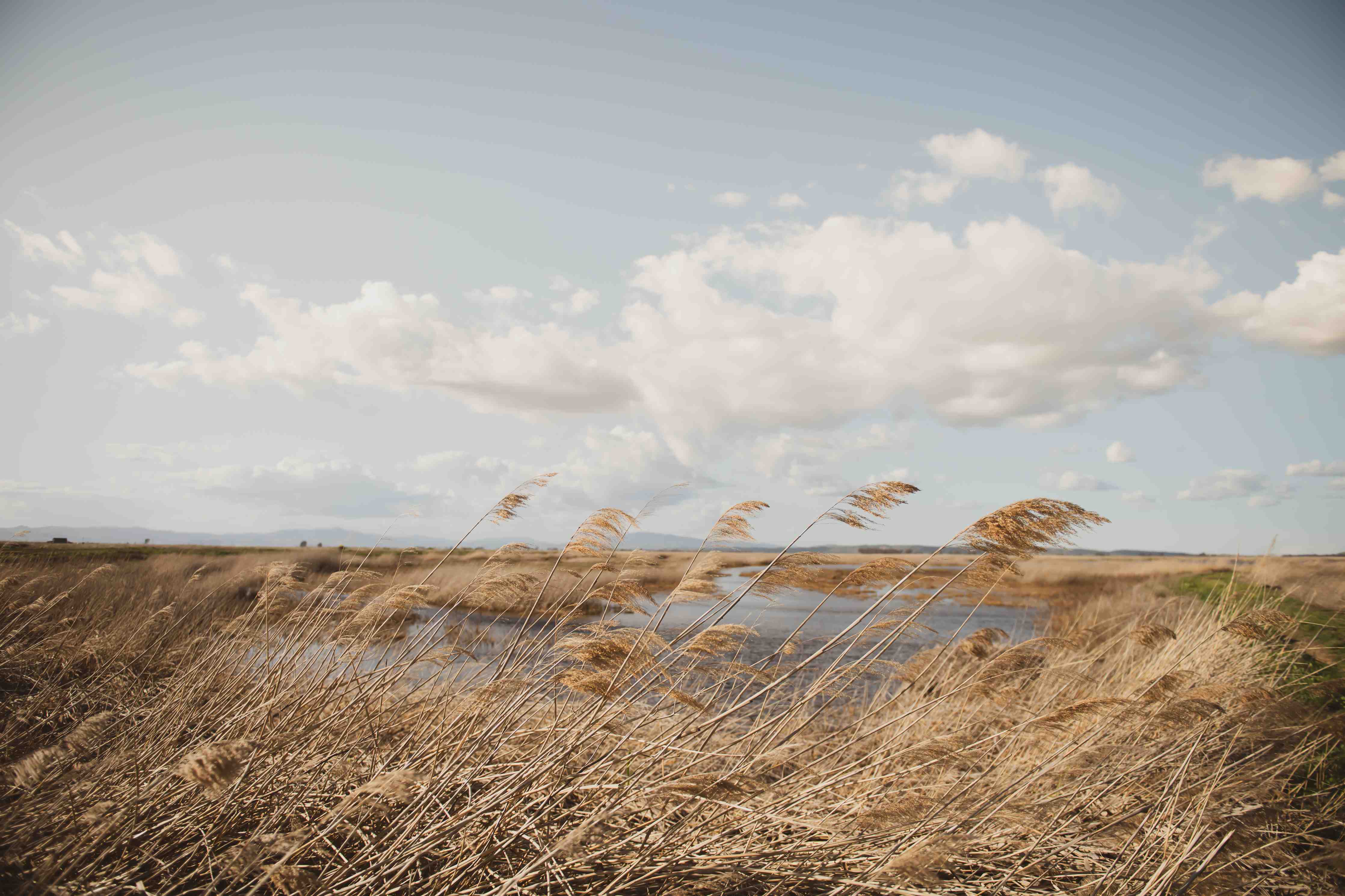 Große Wandbilder-Goldene Gräser im Wind