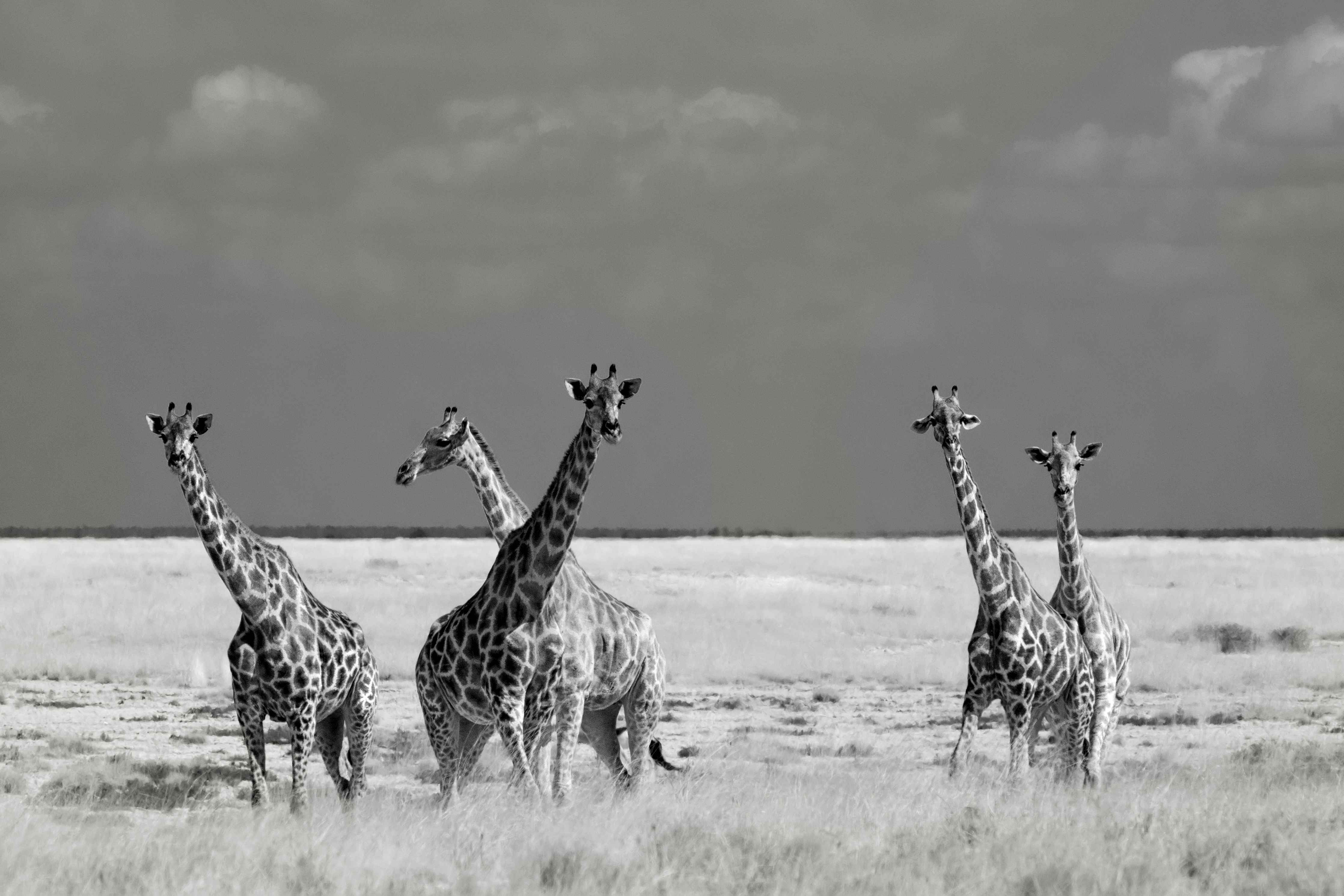 Große Wandbilder-Graue Giraffen im Sonnenlicht