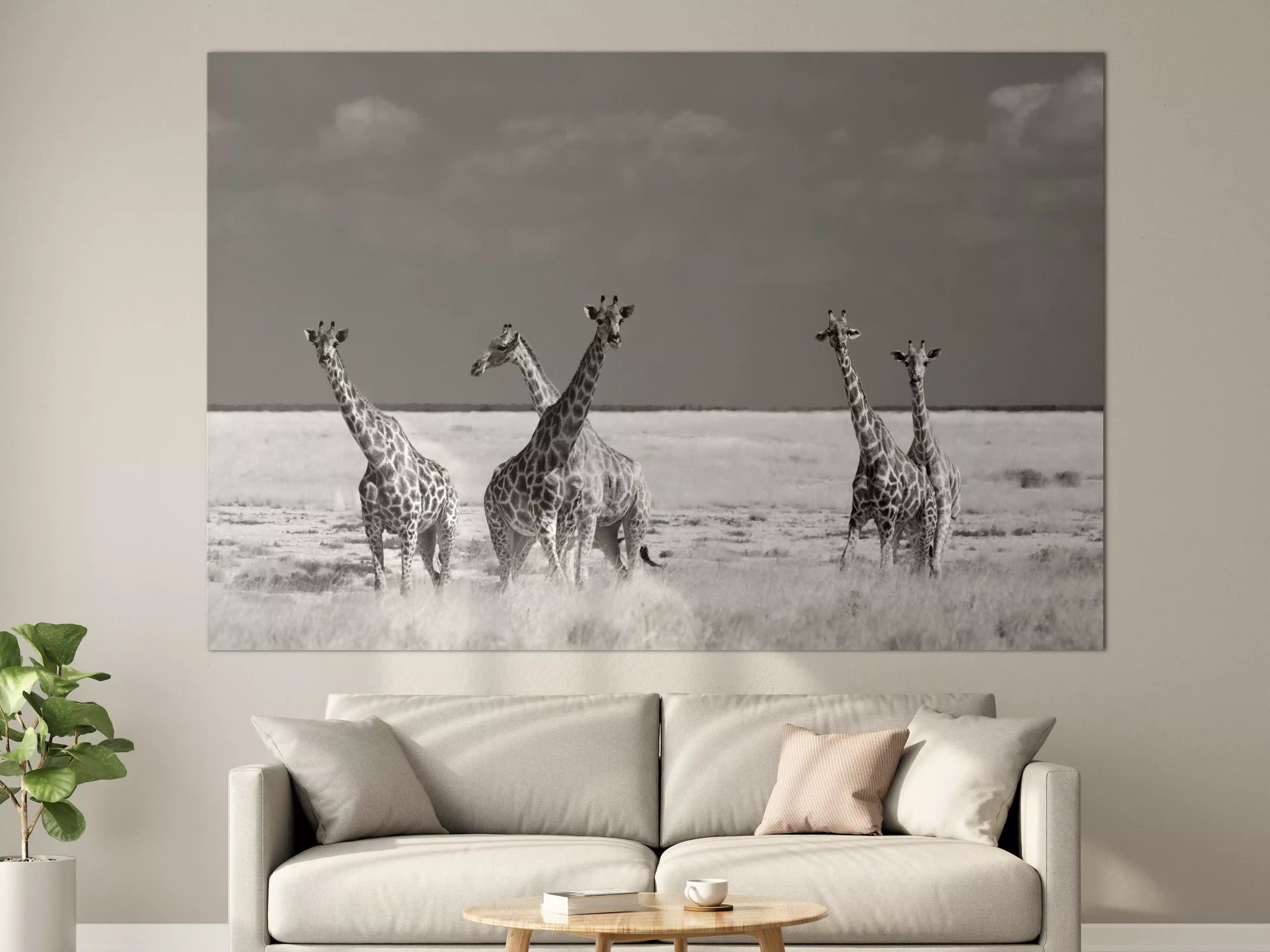 Große Wandbilder - Graue Giraffen im Sonnenlicht