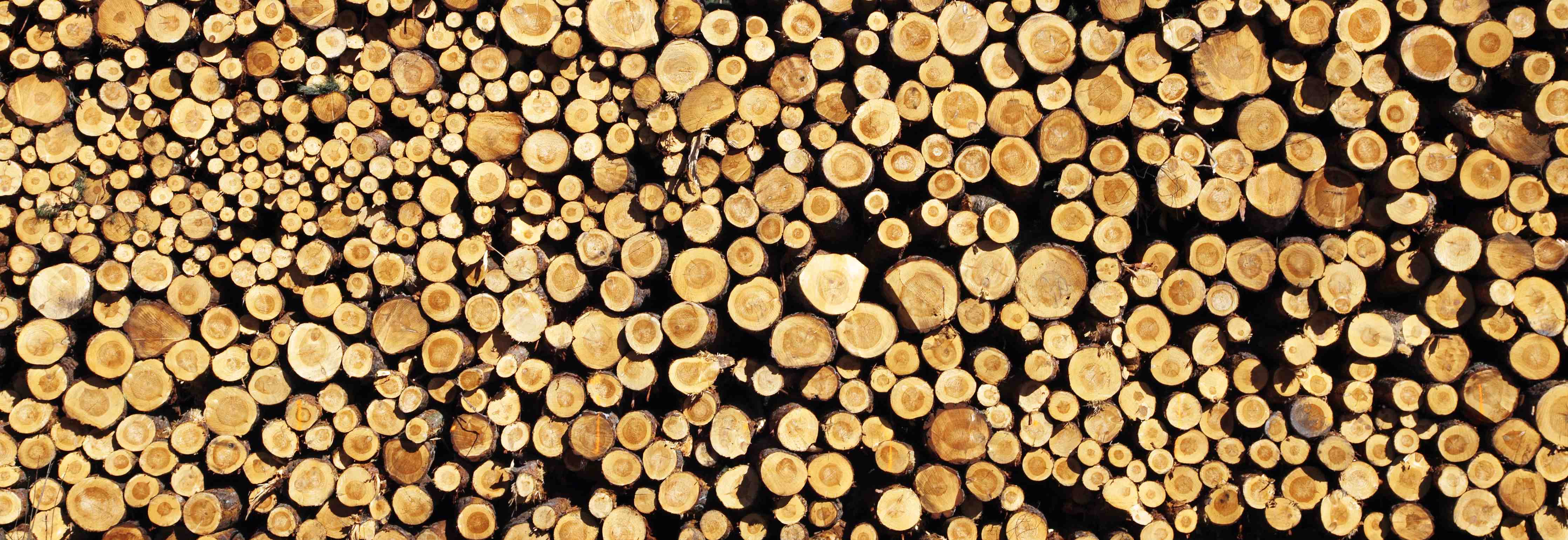 Große Wandbilder-Graue Holzstämme im weißen Arrangement
