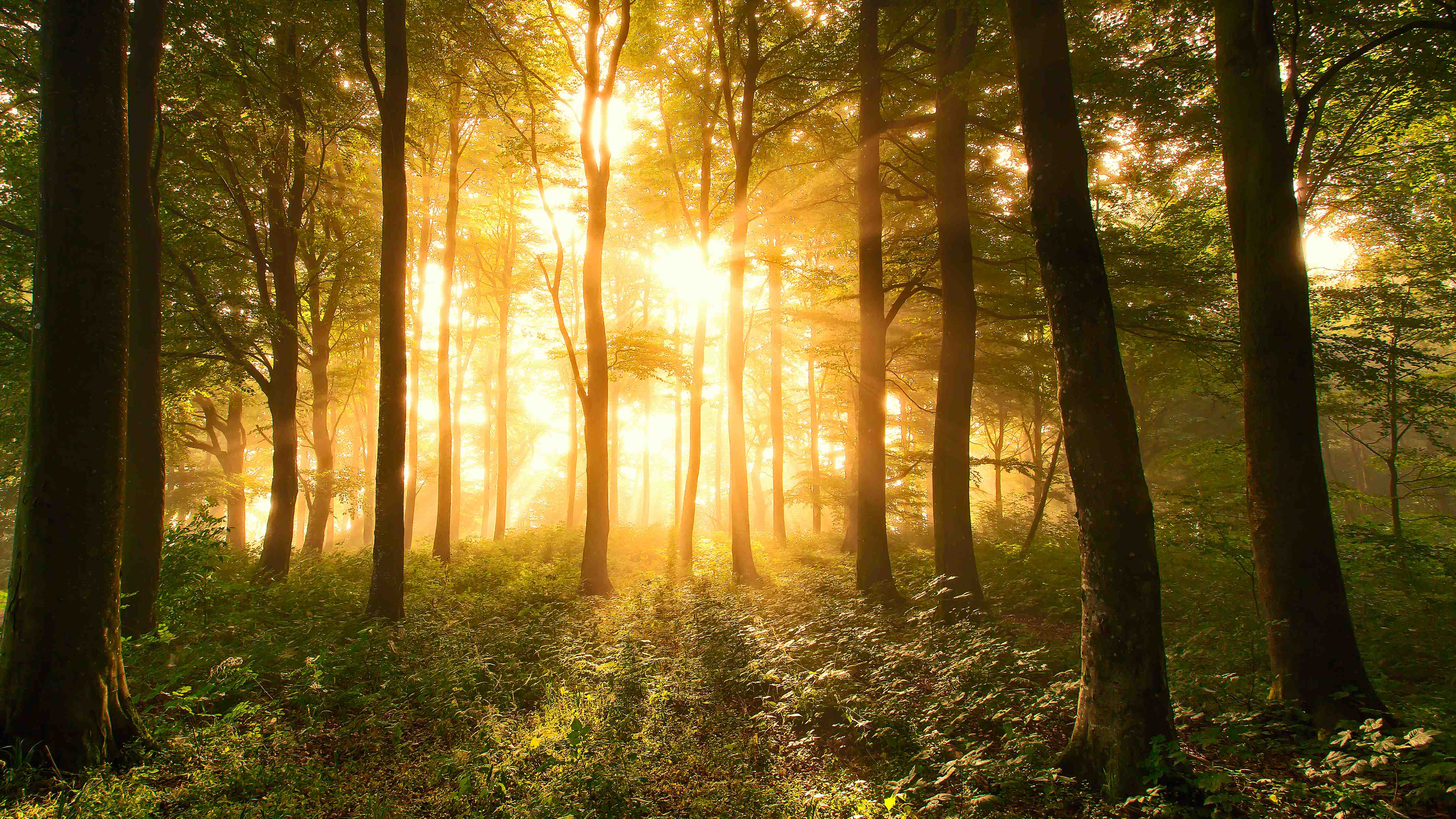 Große Wandbilder-Graue Lichtspuren im Wald