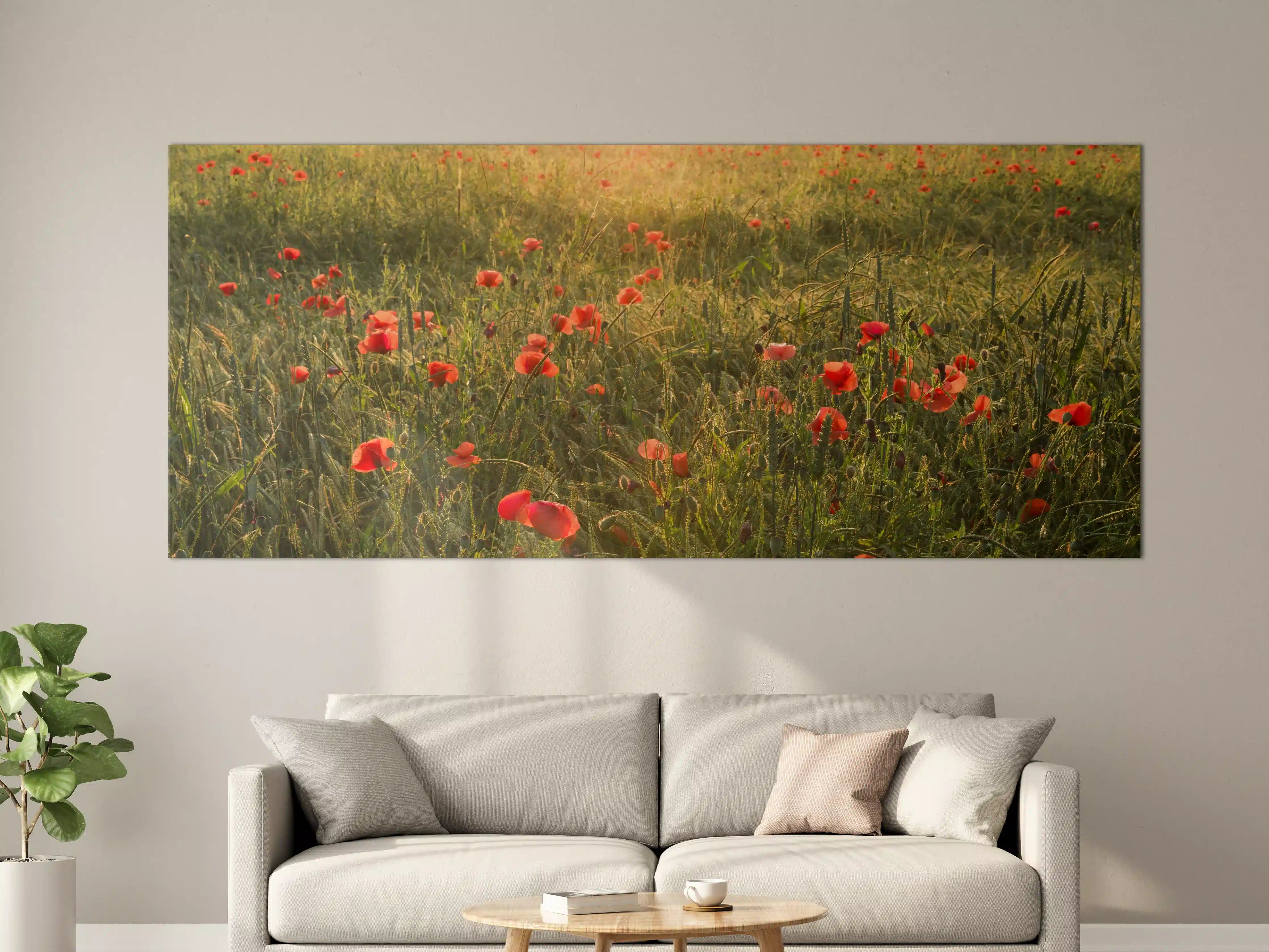 Große Wandbilder - Graue Mohnblüten im Sonnenstrahl
