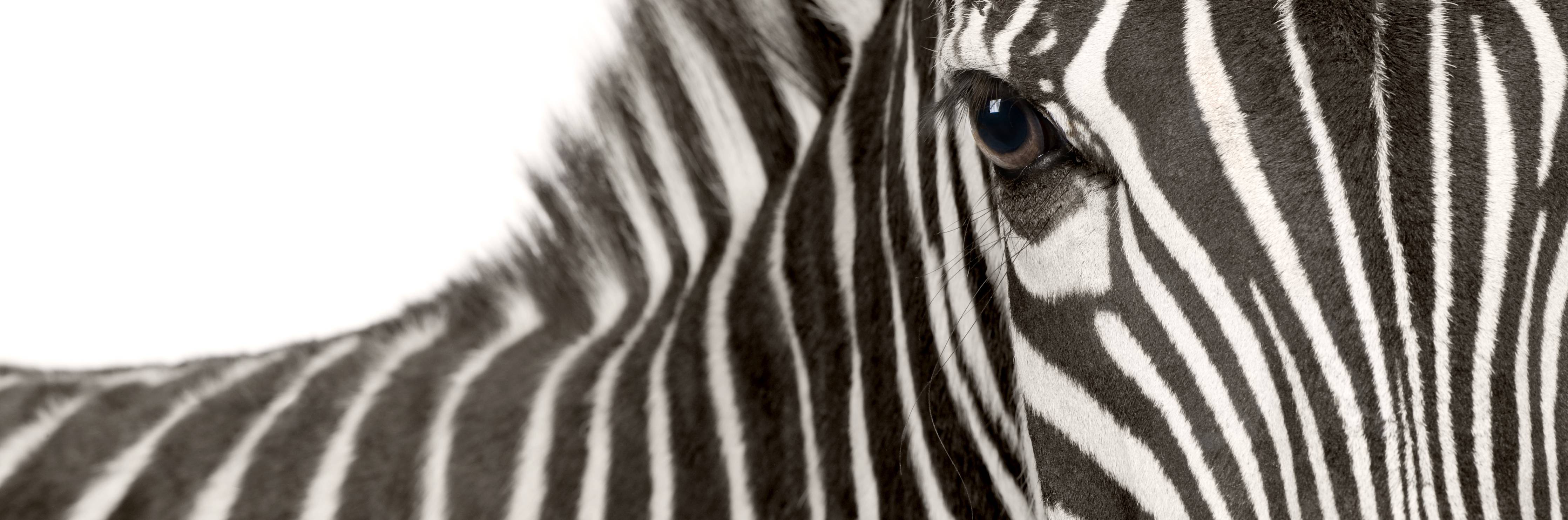 Große Wandbilder-Graues Streifenmuster Zebra
