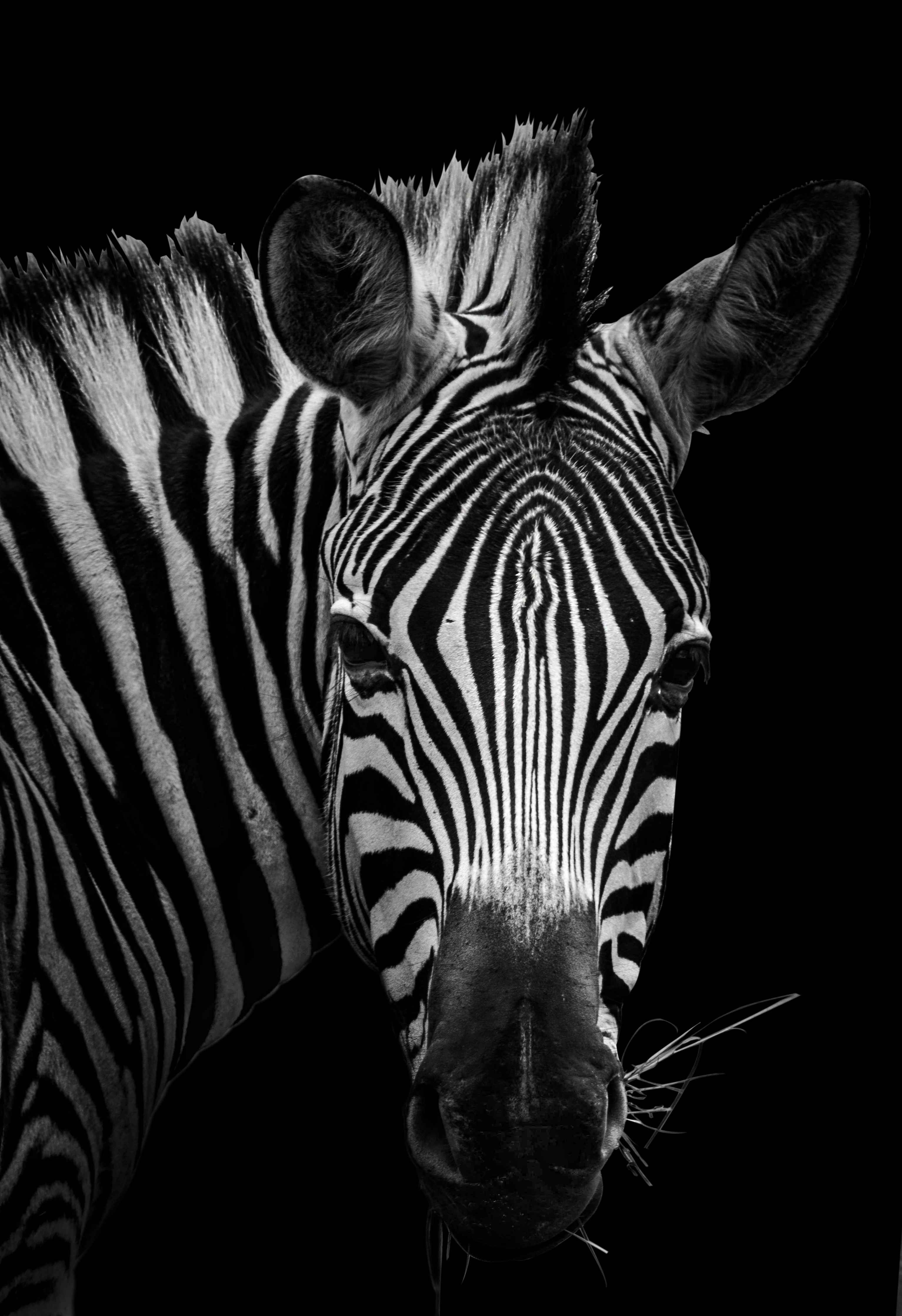 Große Wandbilder-Graustufen Zebra Portrait