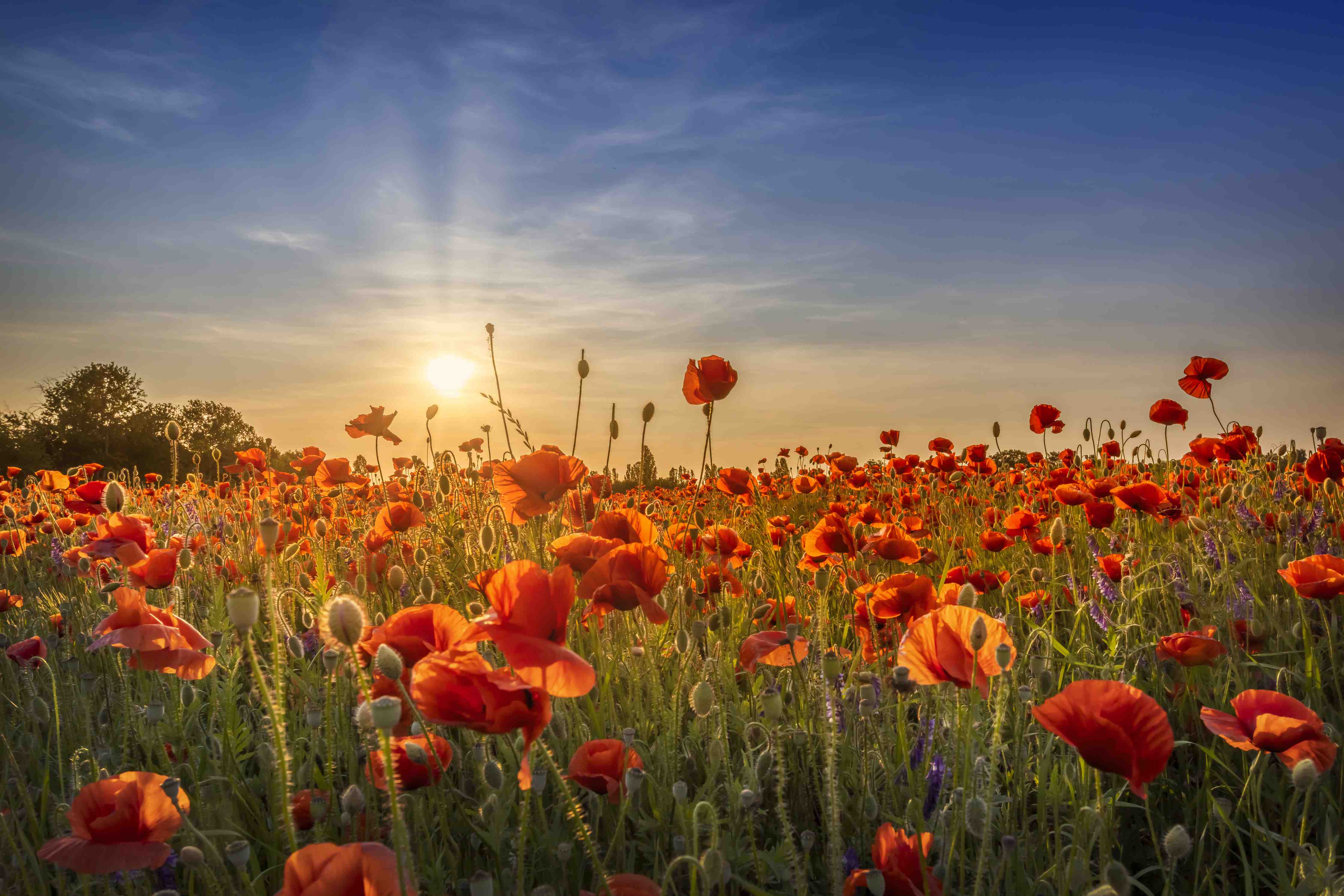 Große Wandbilder-Grauwe Mohnblüten im Abendlicht