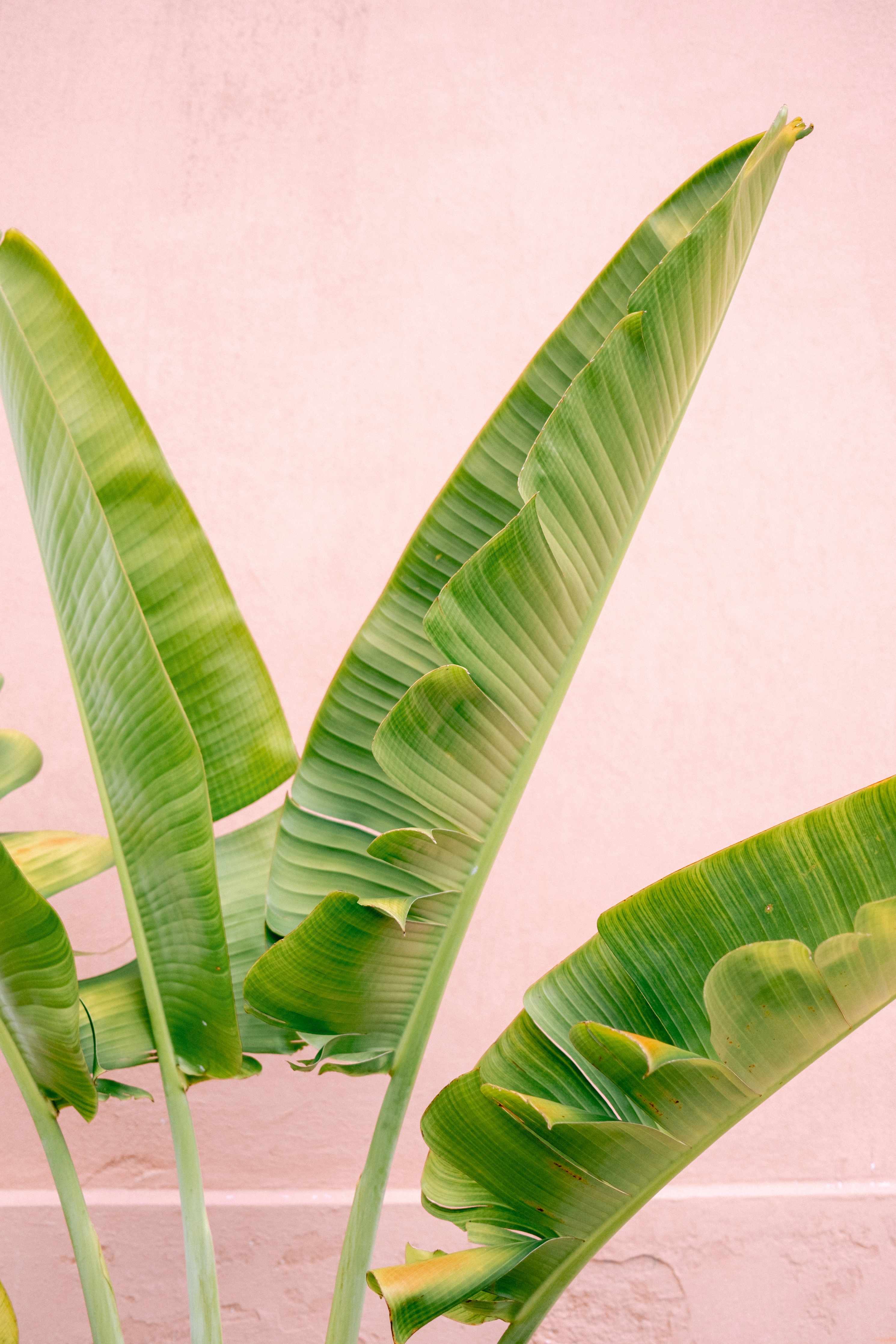 Große Wandbilder-Grüne Bananenblätter vor rosa Hintergrund