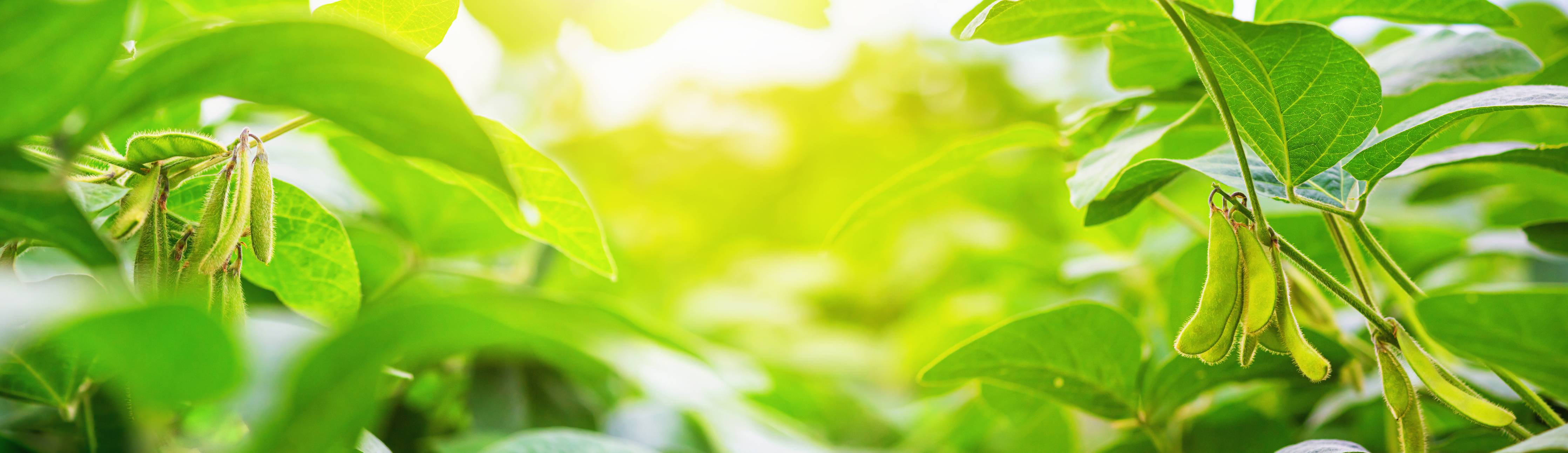 Große Wandbilder-Grüne Kräuterpflanze im Sonnenlicht