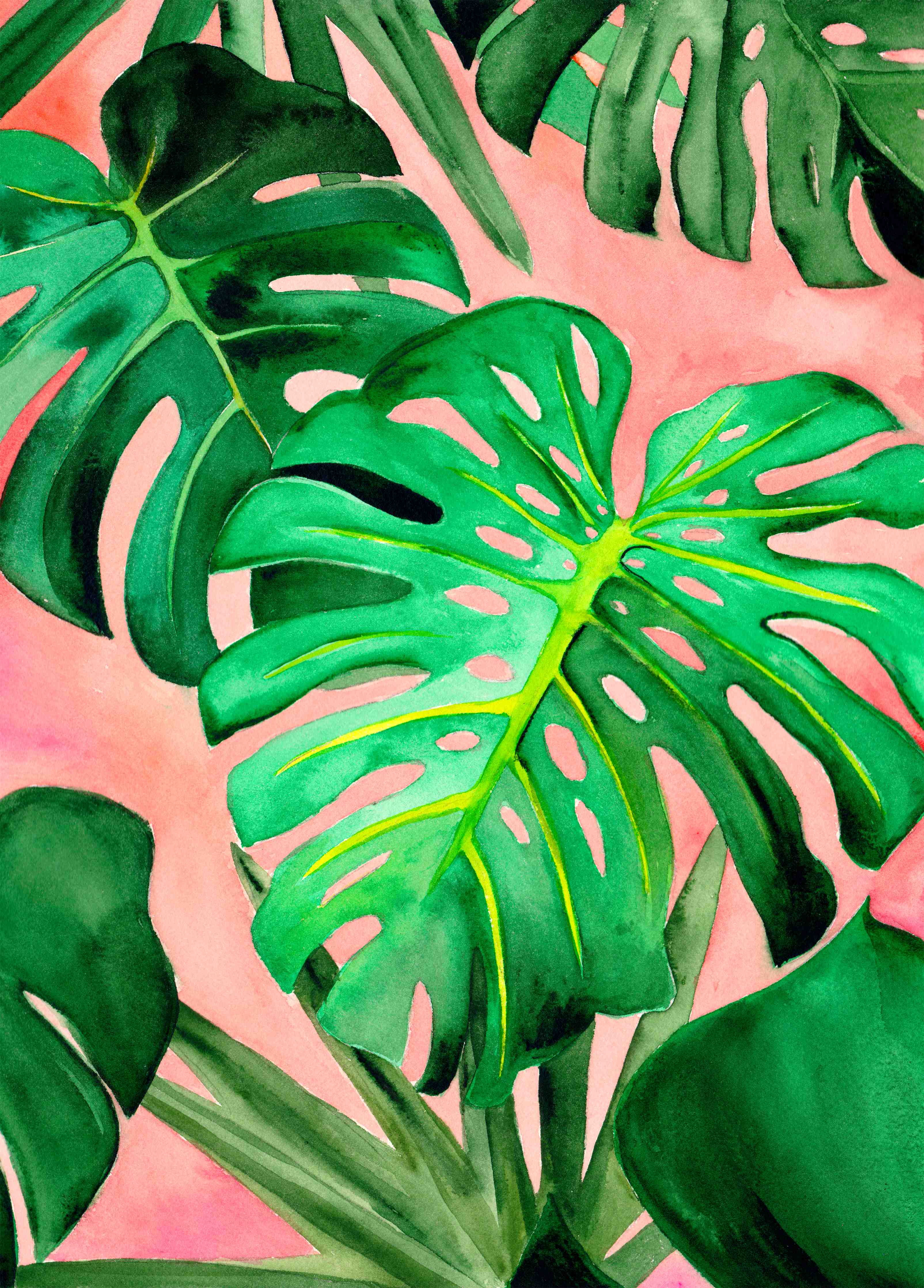 Große Wandbilder-Grüne Monstera-Blätter vor rosa Hintergrund