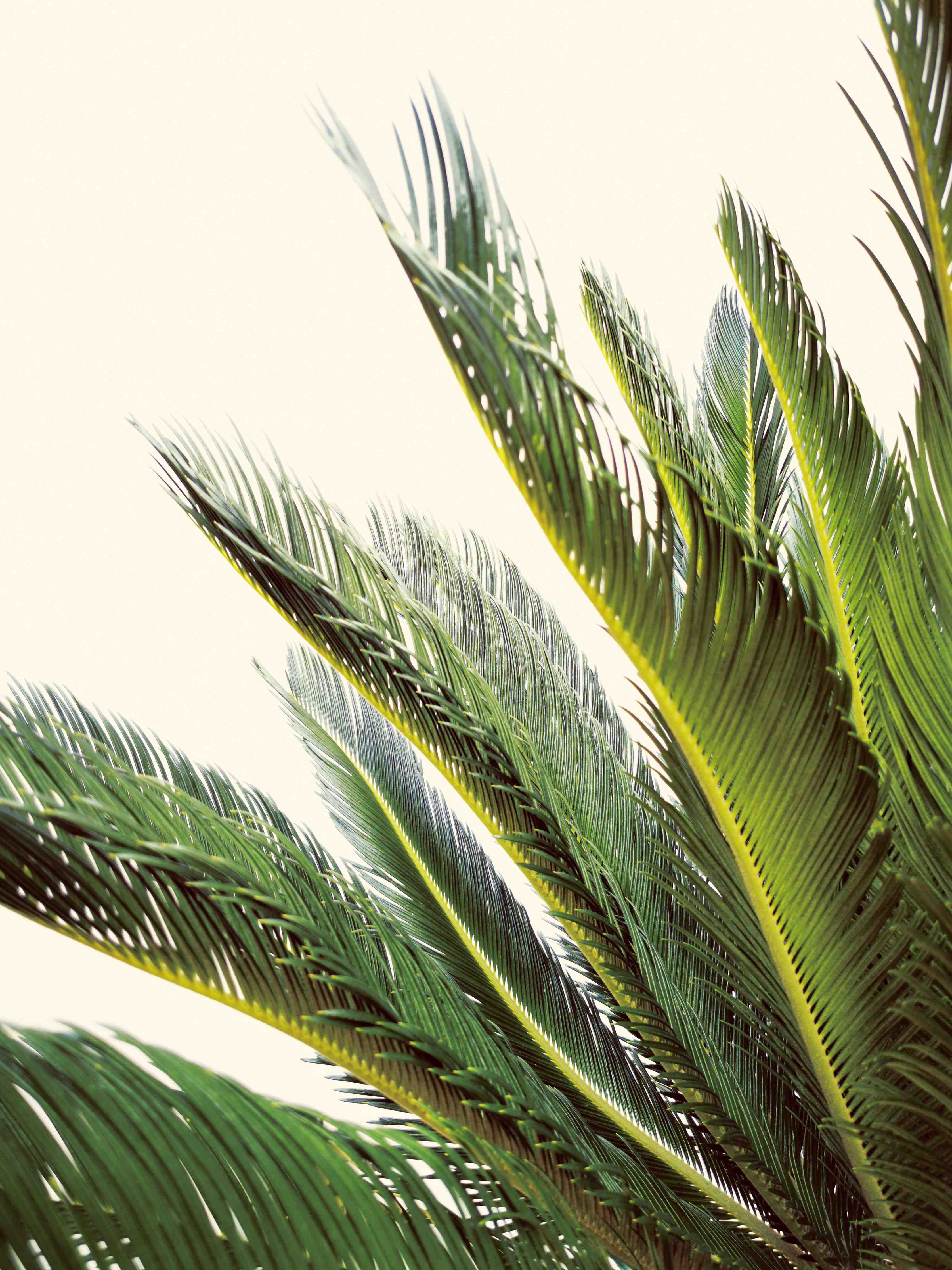 Große Wandbilder-Grüne Palmenblätter vor hellem Himmel