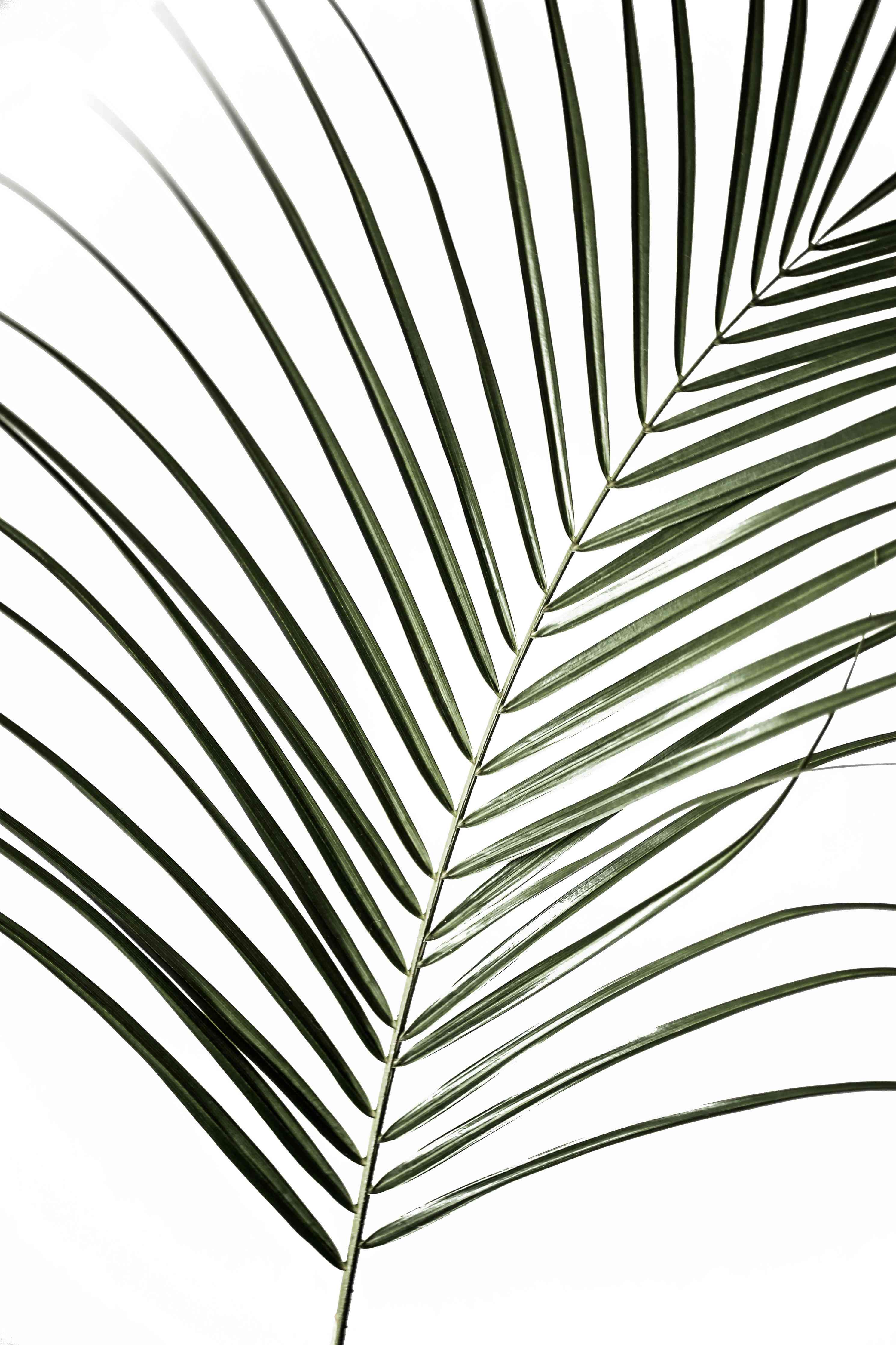 Große Wandbilder-Grüne Palmenblatt-Illustration