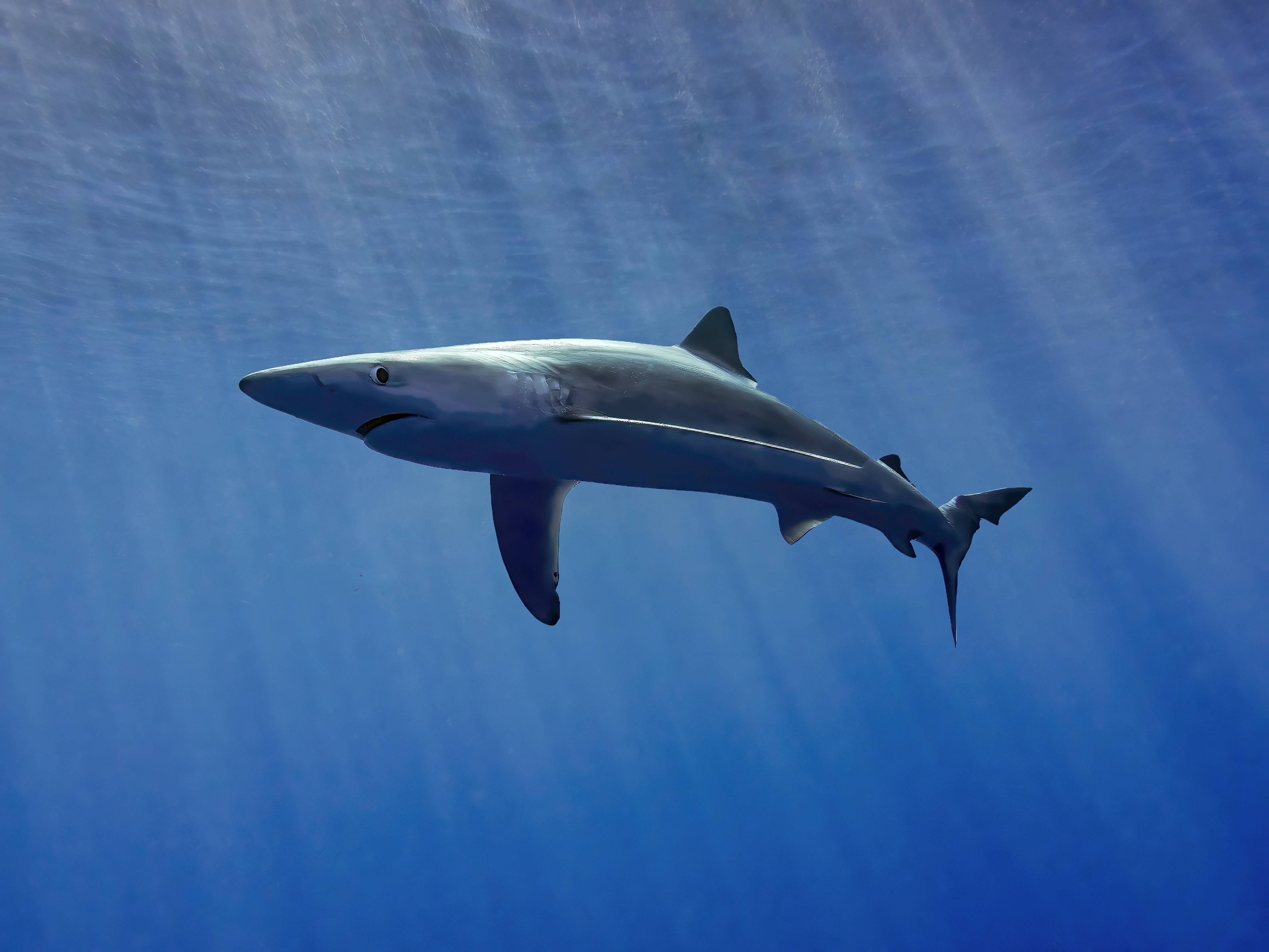Große Wandbilder-Hai im Ozean unter Sonnenstrahlen