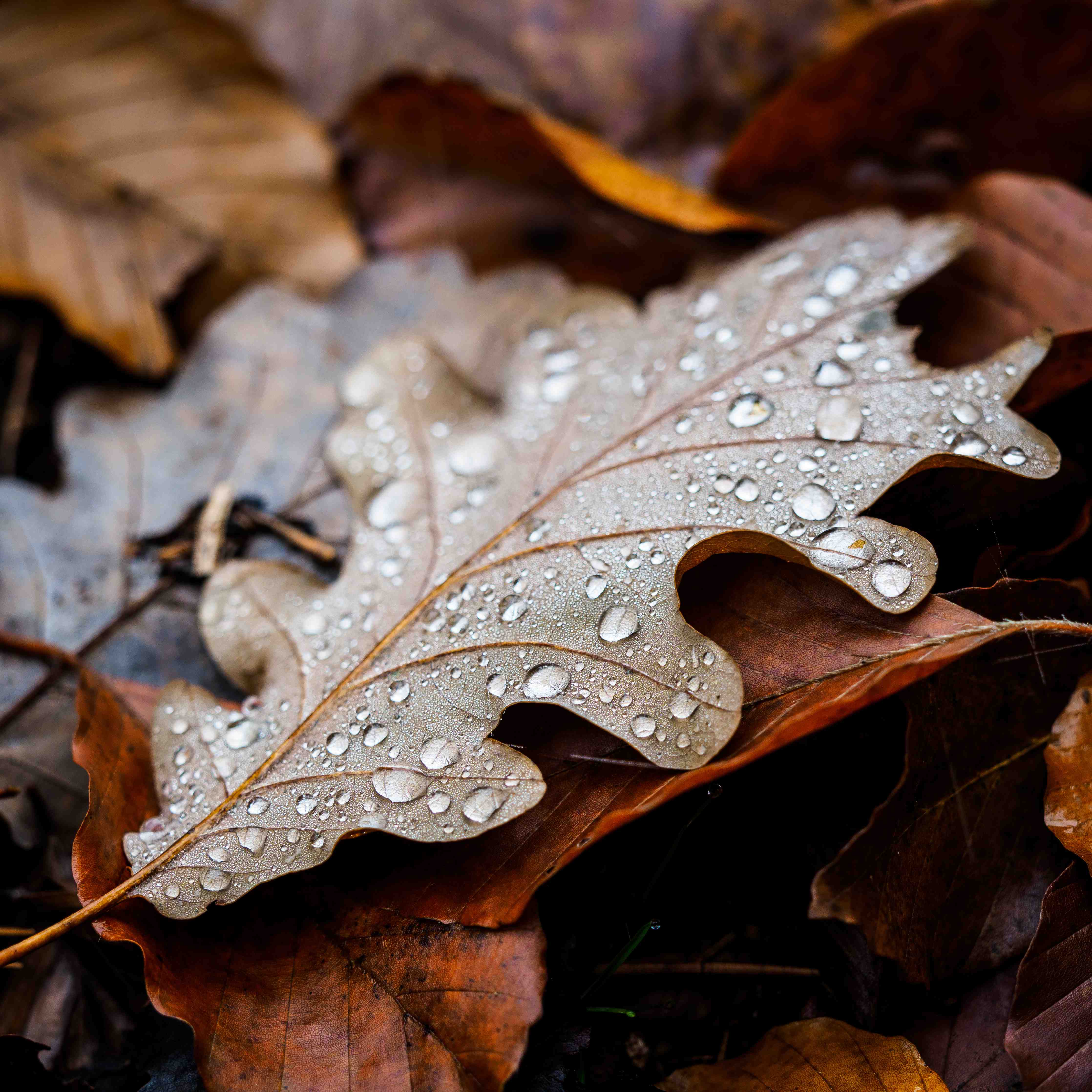 Große Wandbilder-Herbstlaub mit Tautropfen