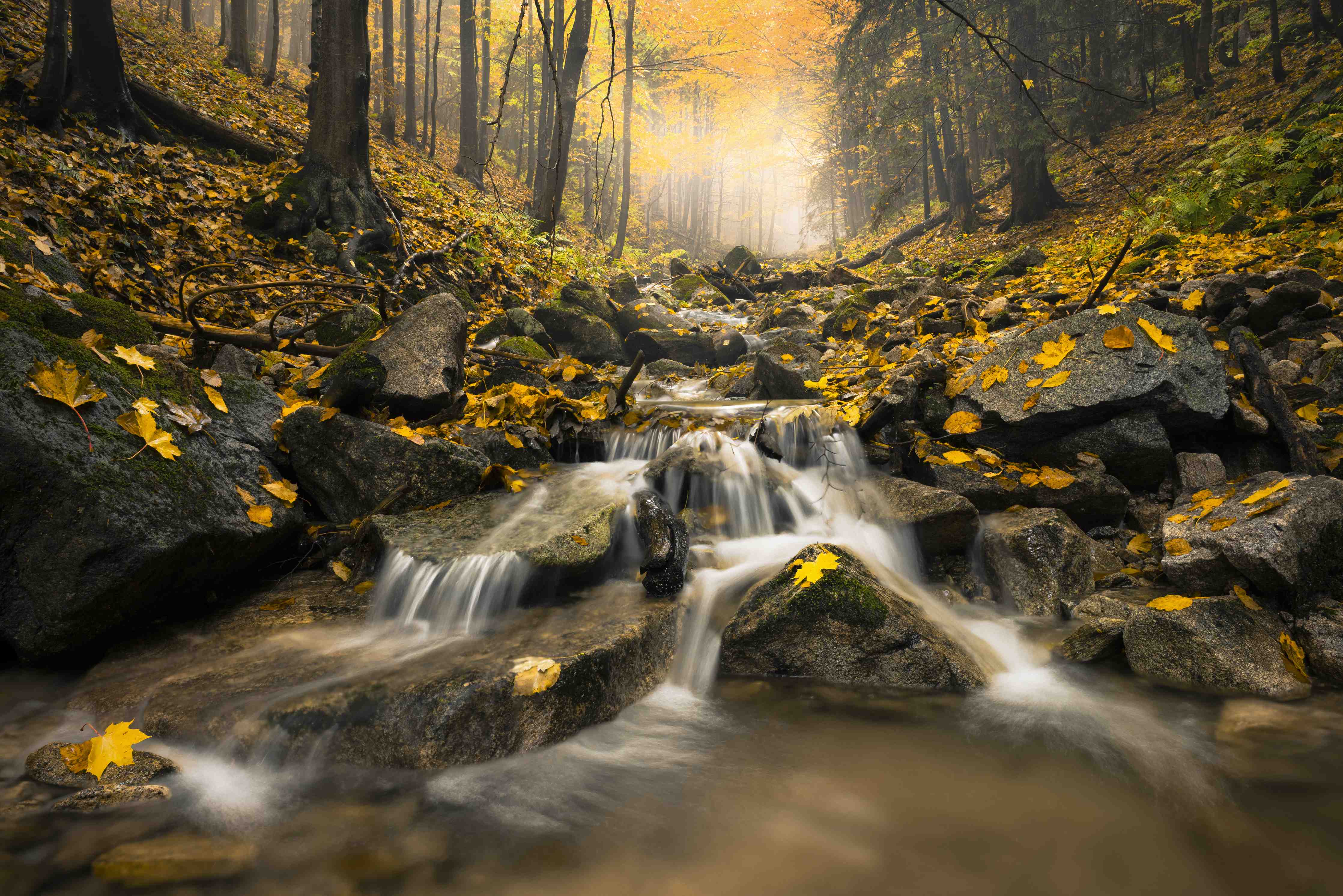 Große Wandbilder-Herbstlicher Wald mit Bach und goldenen Blättern