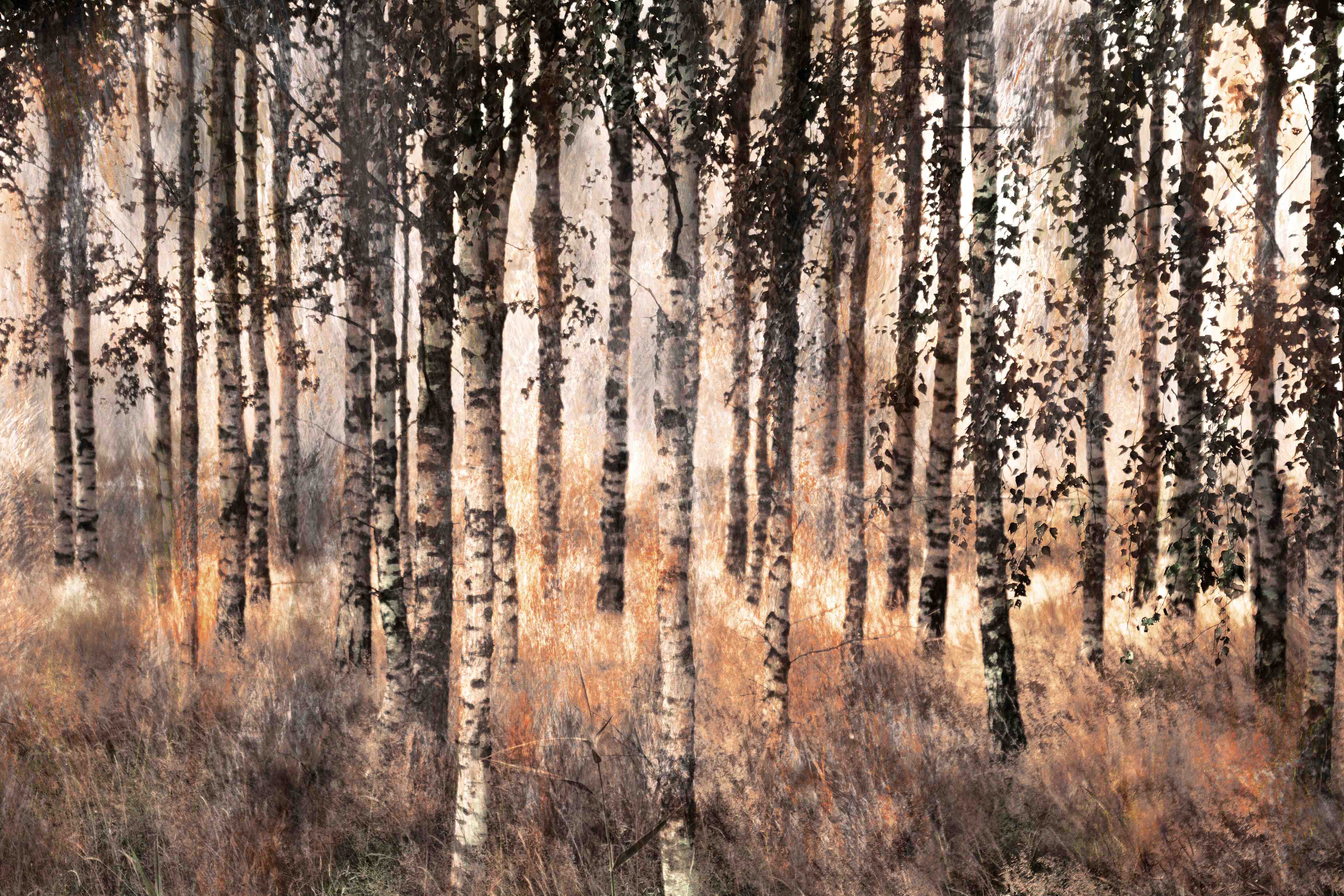 Große Wandbilder-Herbstliches Birkenwald-Landschaft