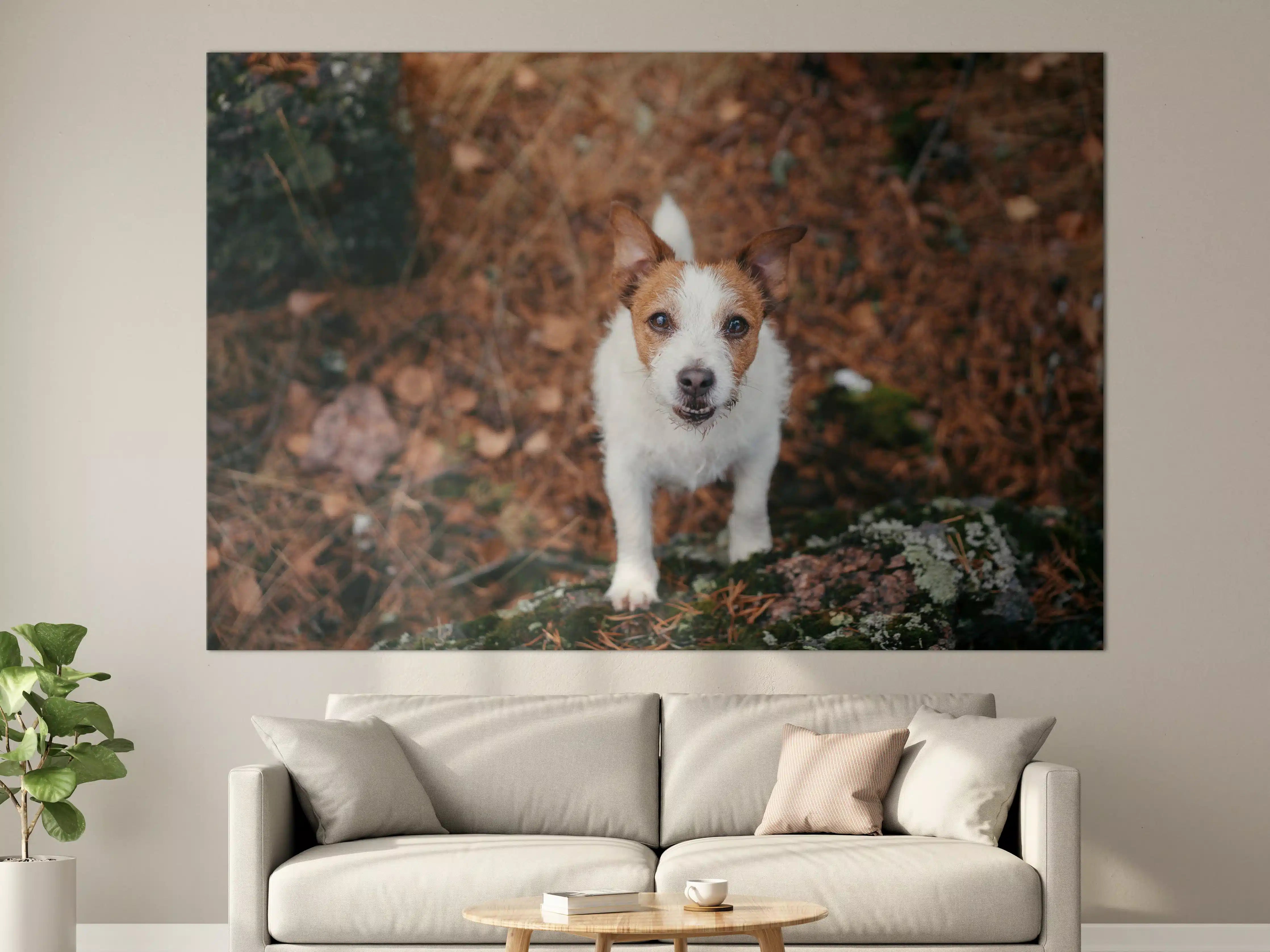 Große Wandbilder - Jack Russell im herbstlichen Park
