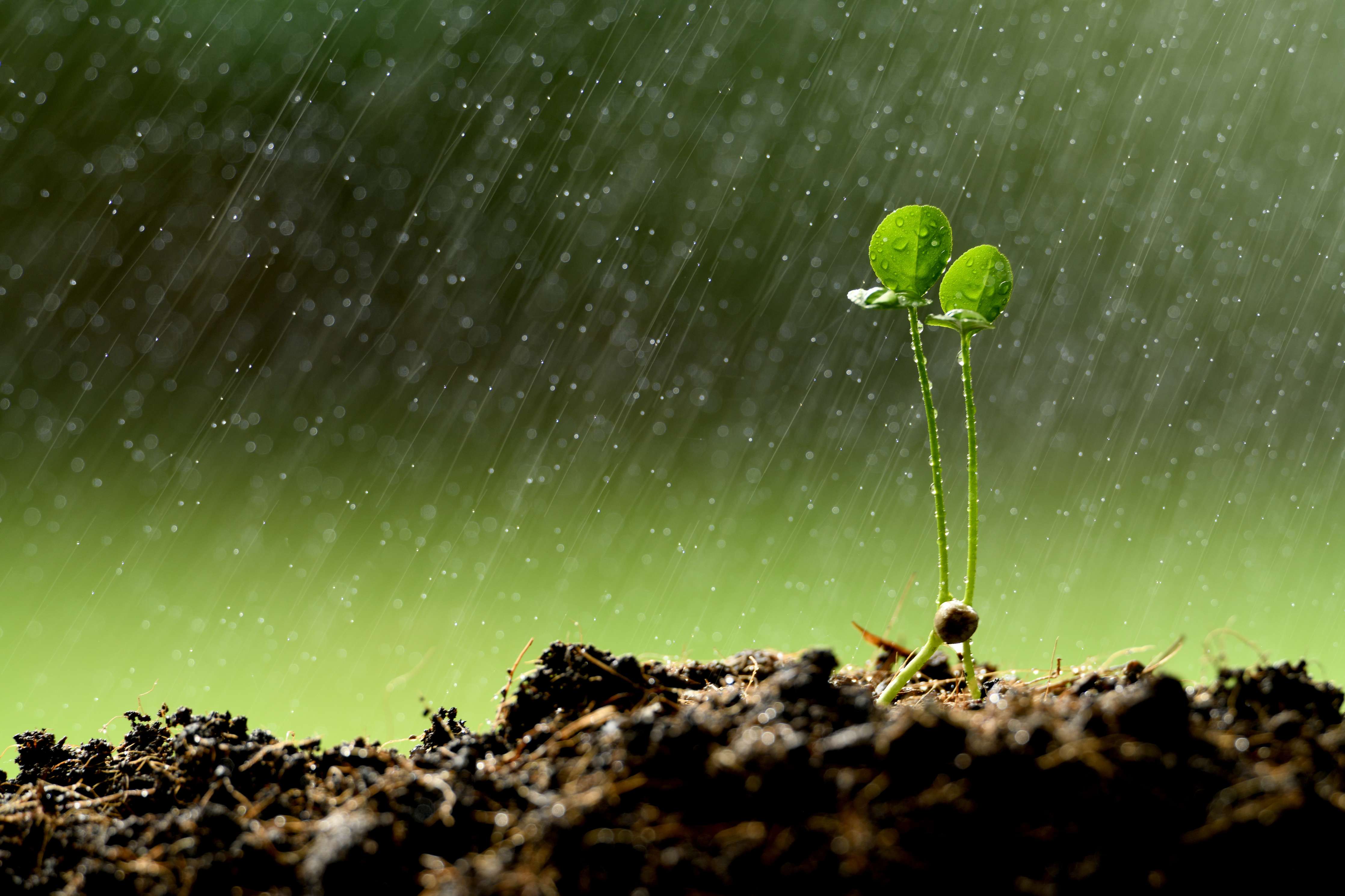 Große Wandbilder-Keimende Pflanze bei Regen