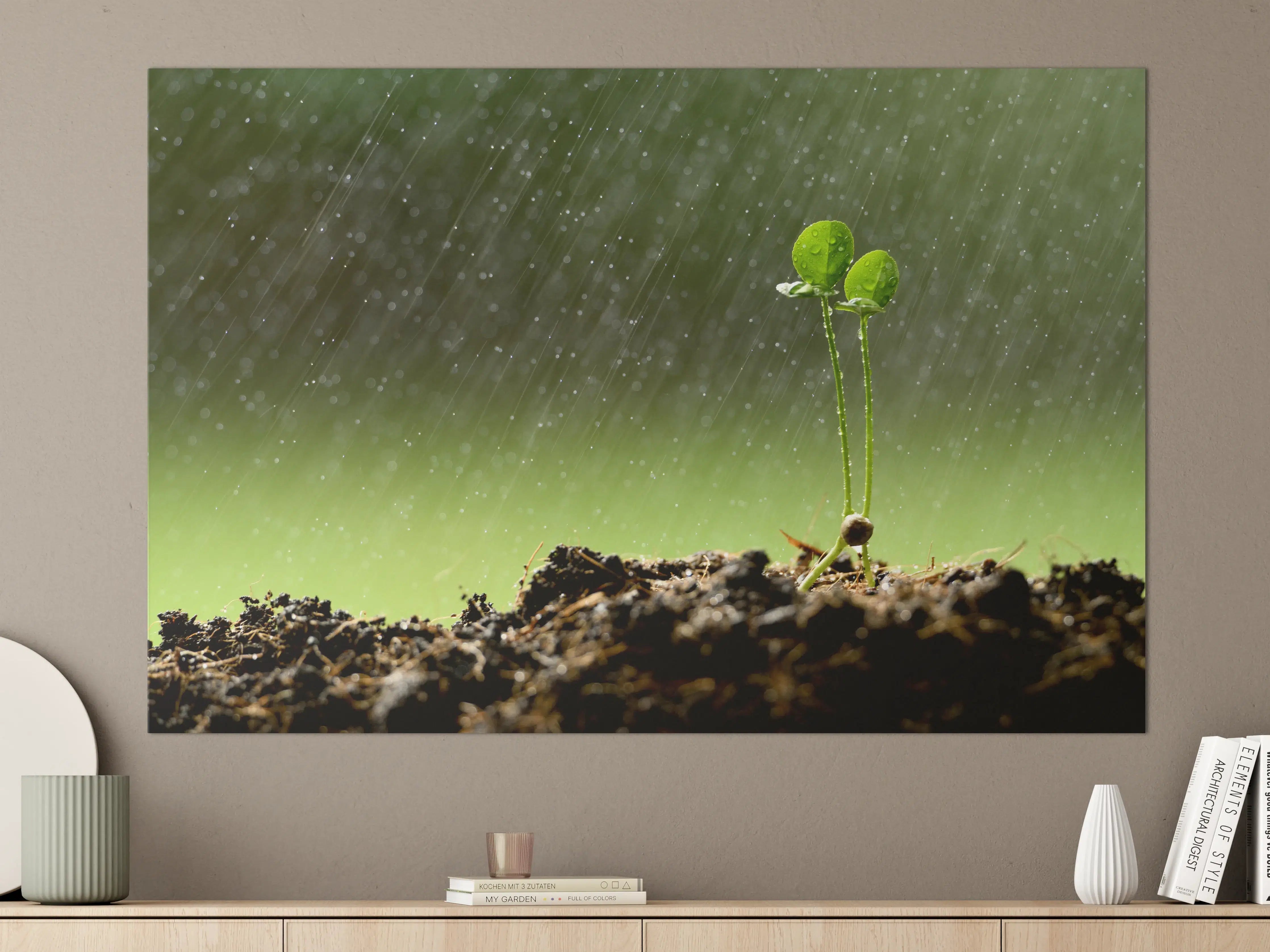 Große Wandbilder - Keimende Pflanze bei Regen