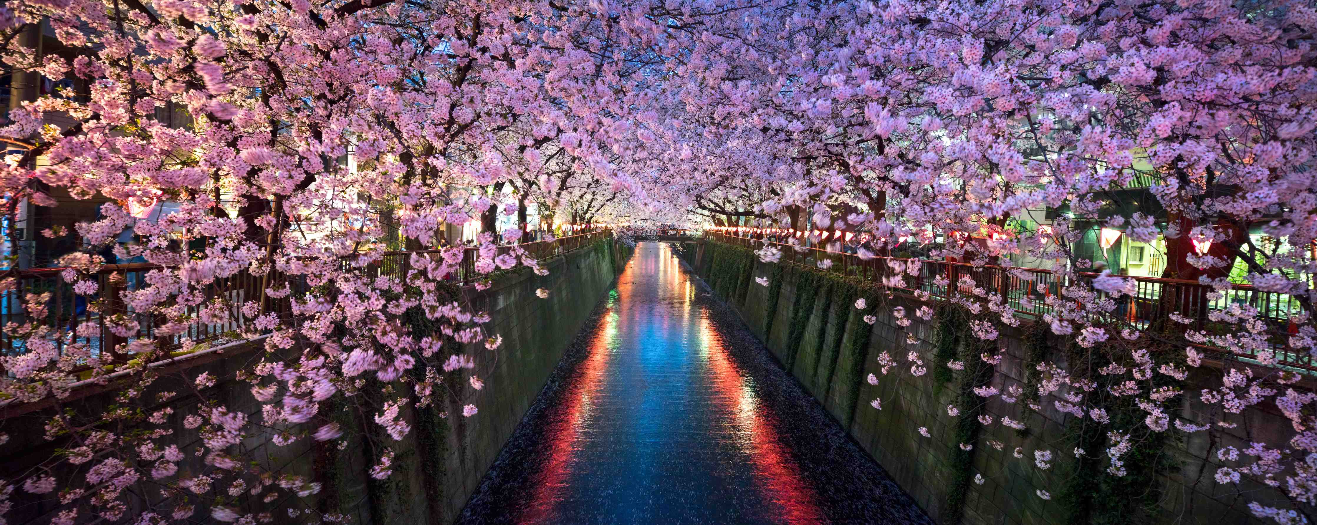 Große Wandbilder-Kirschblüten bei Nacht Nakameguro - Tokio