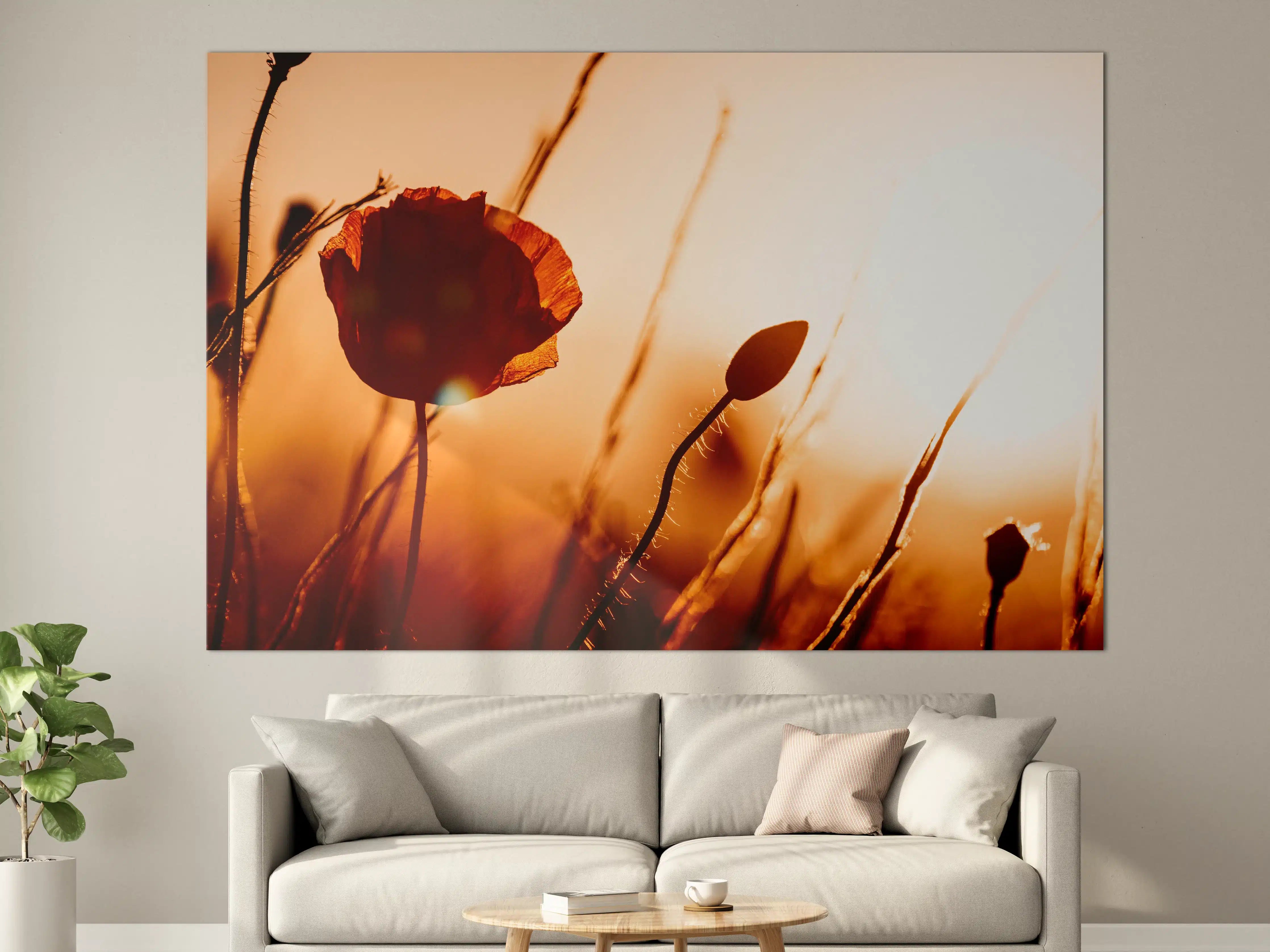 Große Wandbilder - Klatschmohn bei Sonnenuntergang