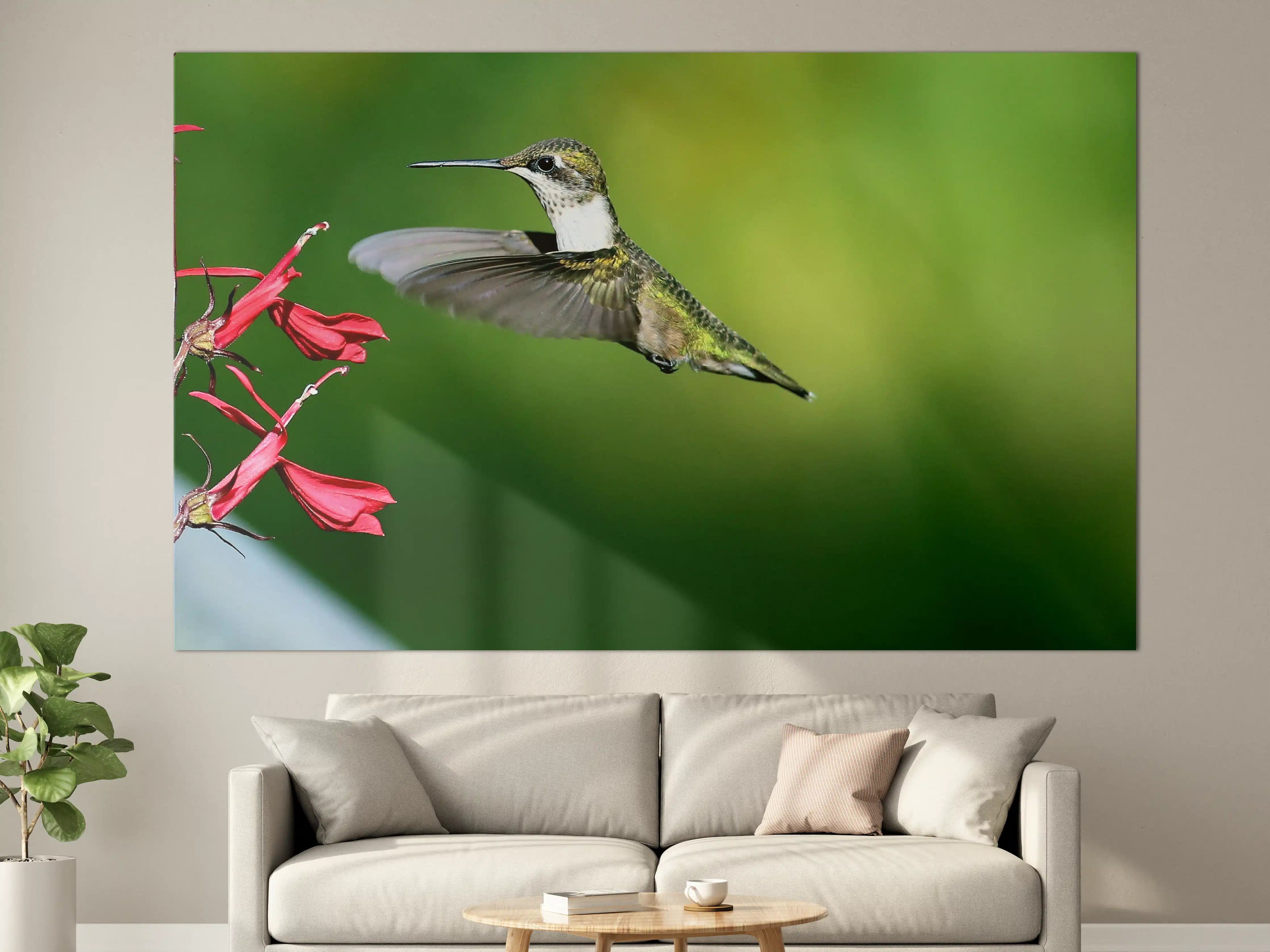 Große Wandbilder - Kolibri-Weibchen im Flug