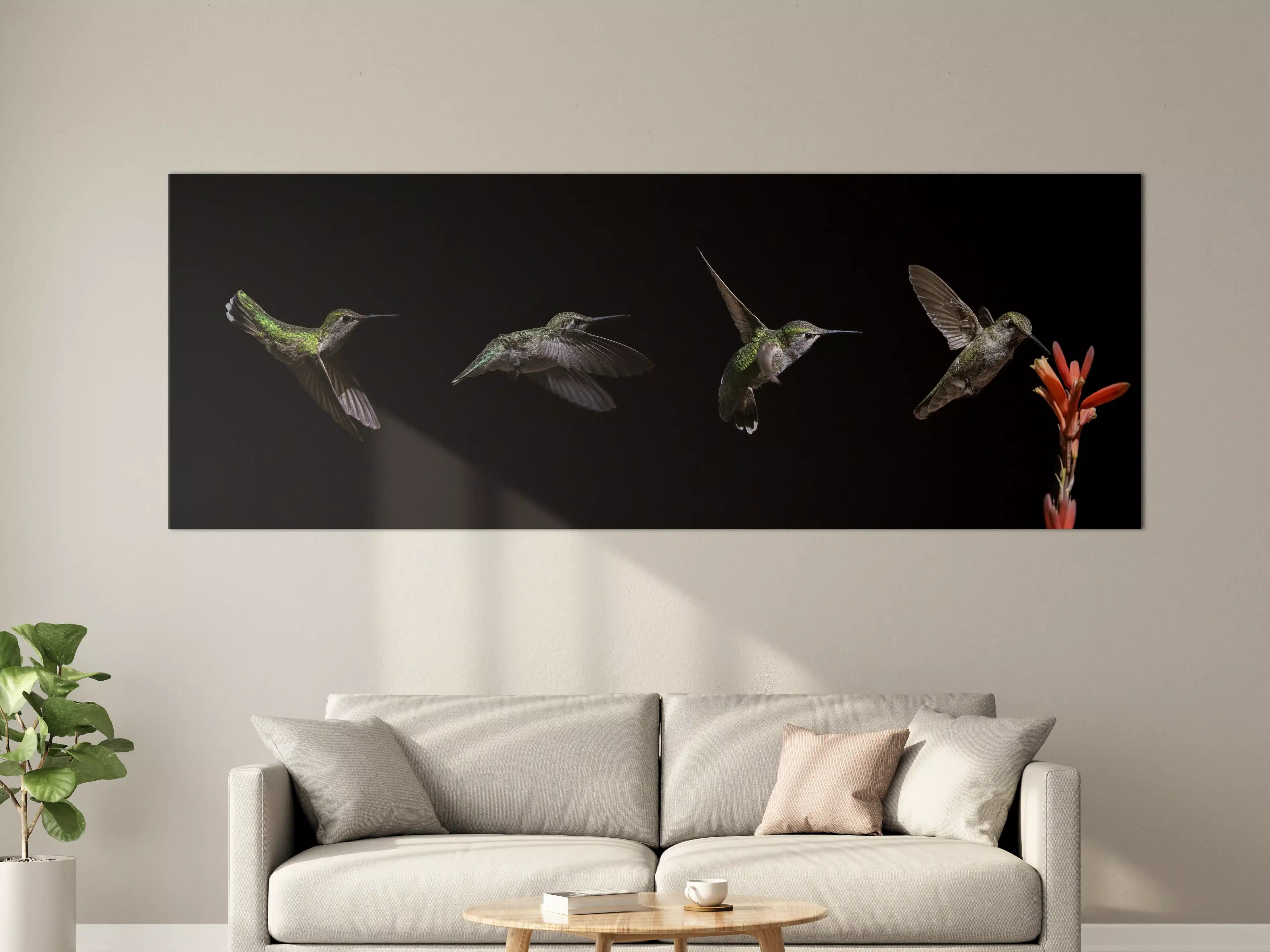 Große Wandbilder - Kolibri beim Fressen der Aloe Vera-Blüte
