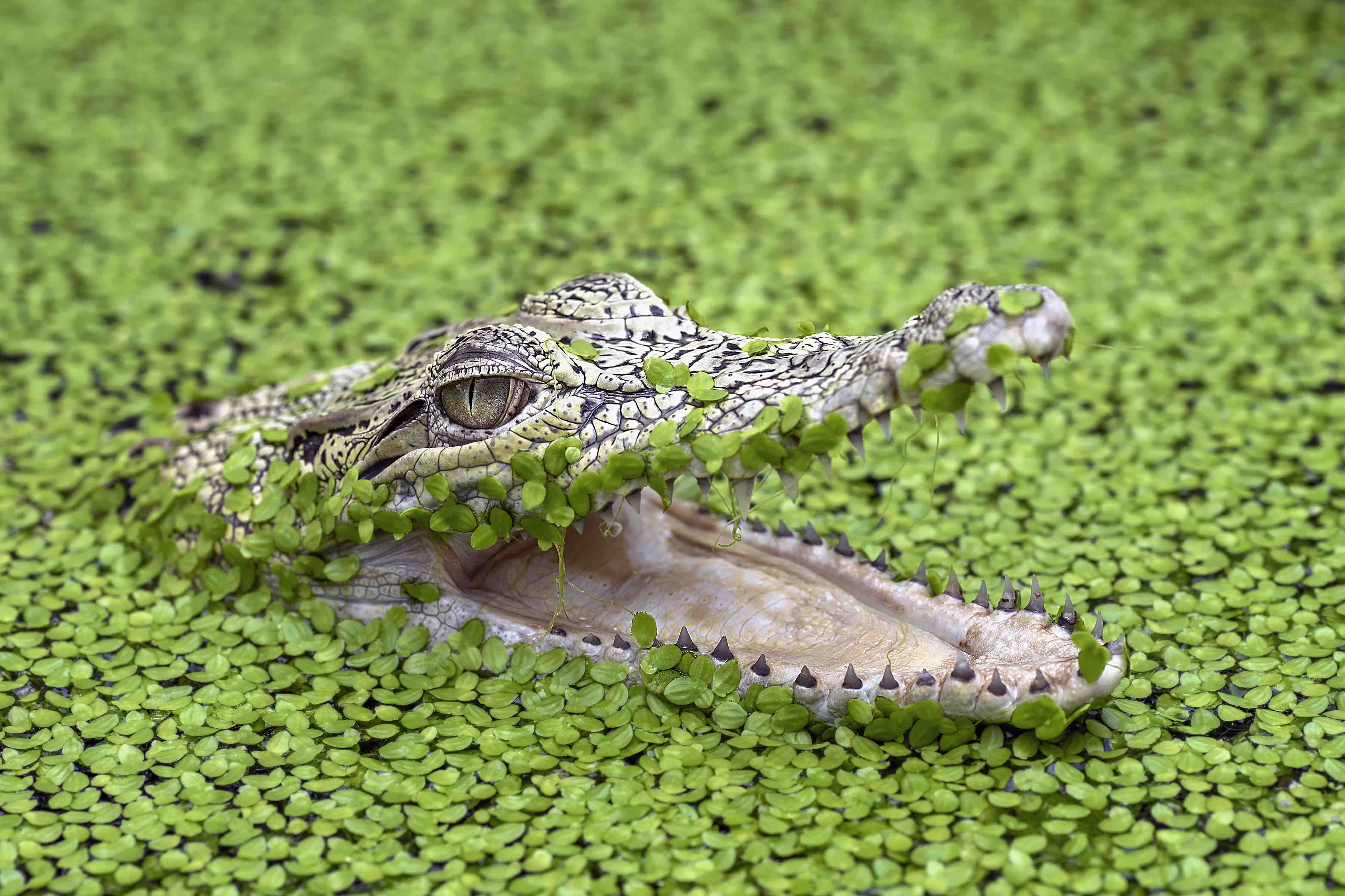 Große Wandbilder-Krokodil im Wasser mit grüner Wasserpflanzen-Umgebung