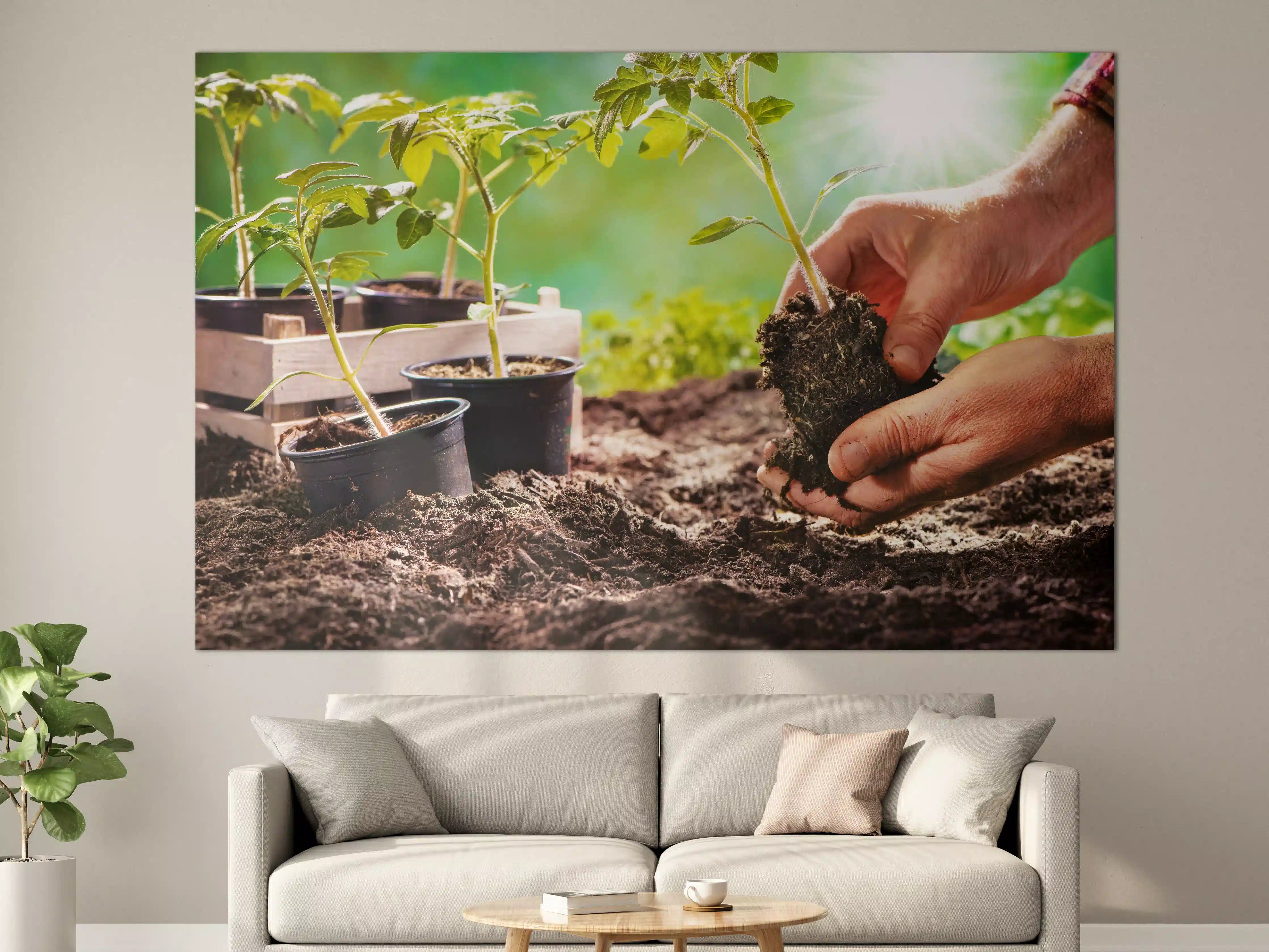 Große Wandbilder - Landwirt pflanzt Tomatensetzlinge 