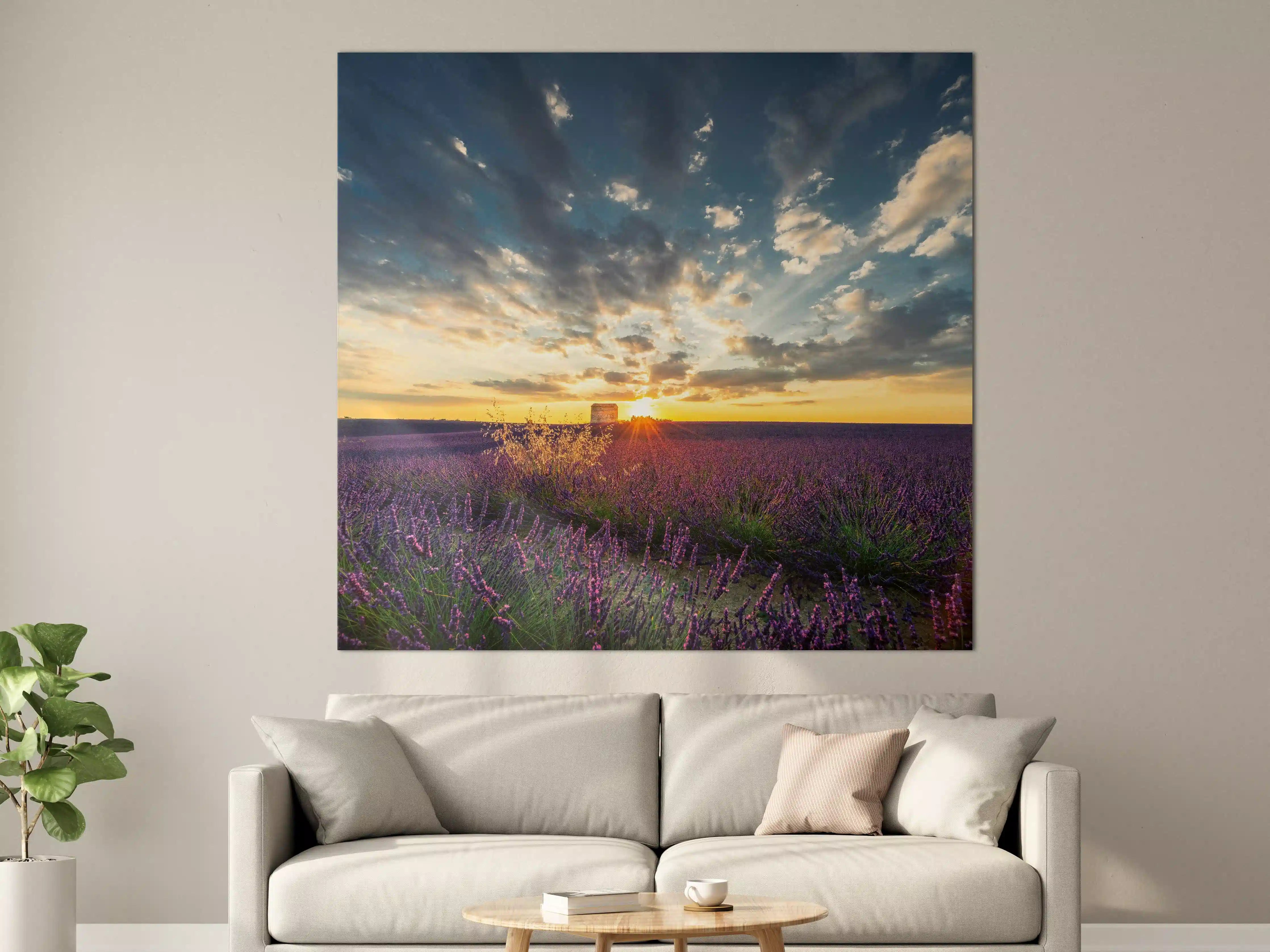 Große Wandbilder - Lavendel Feld im Sommer in der Provence