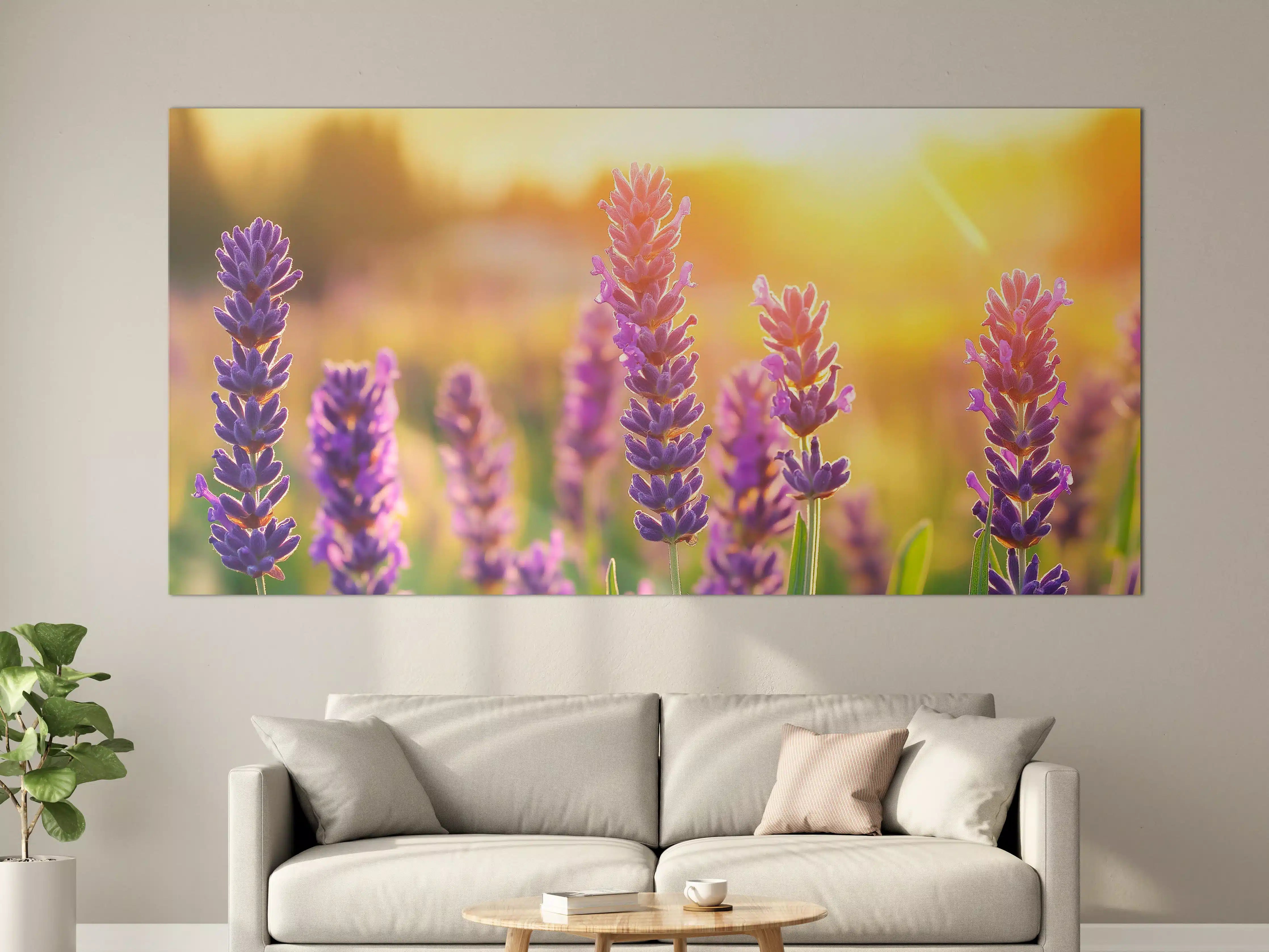 Große Wandbilder - Lavendel in goldenem Abendlicht