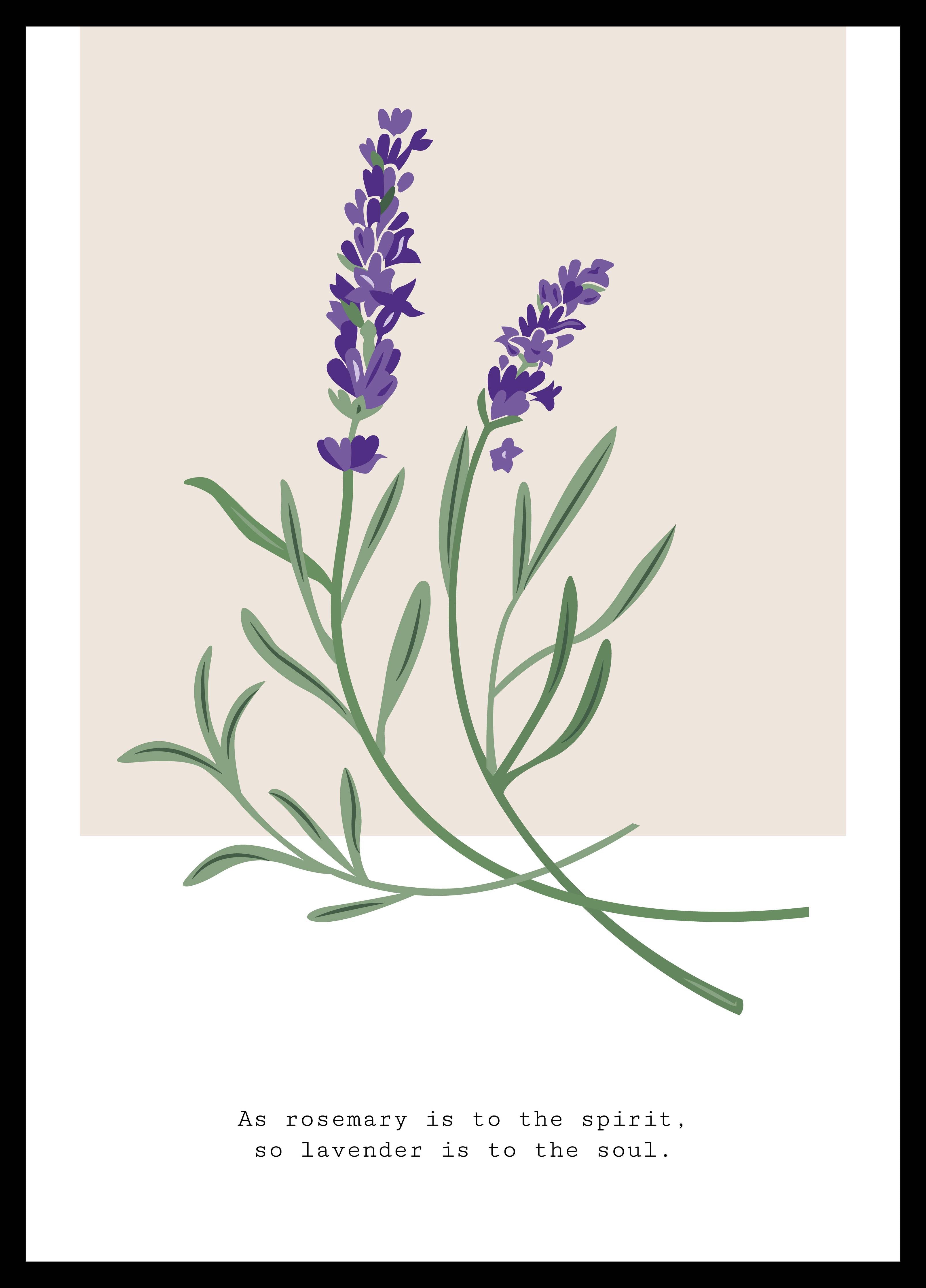 Große Wandbilder-Lavendelfeld mit grünen Blättern und violetten Blüten
