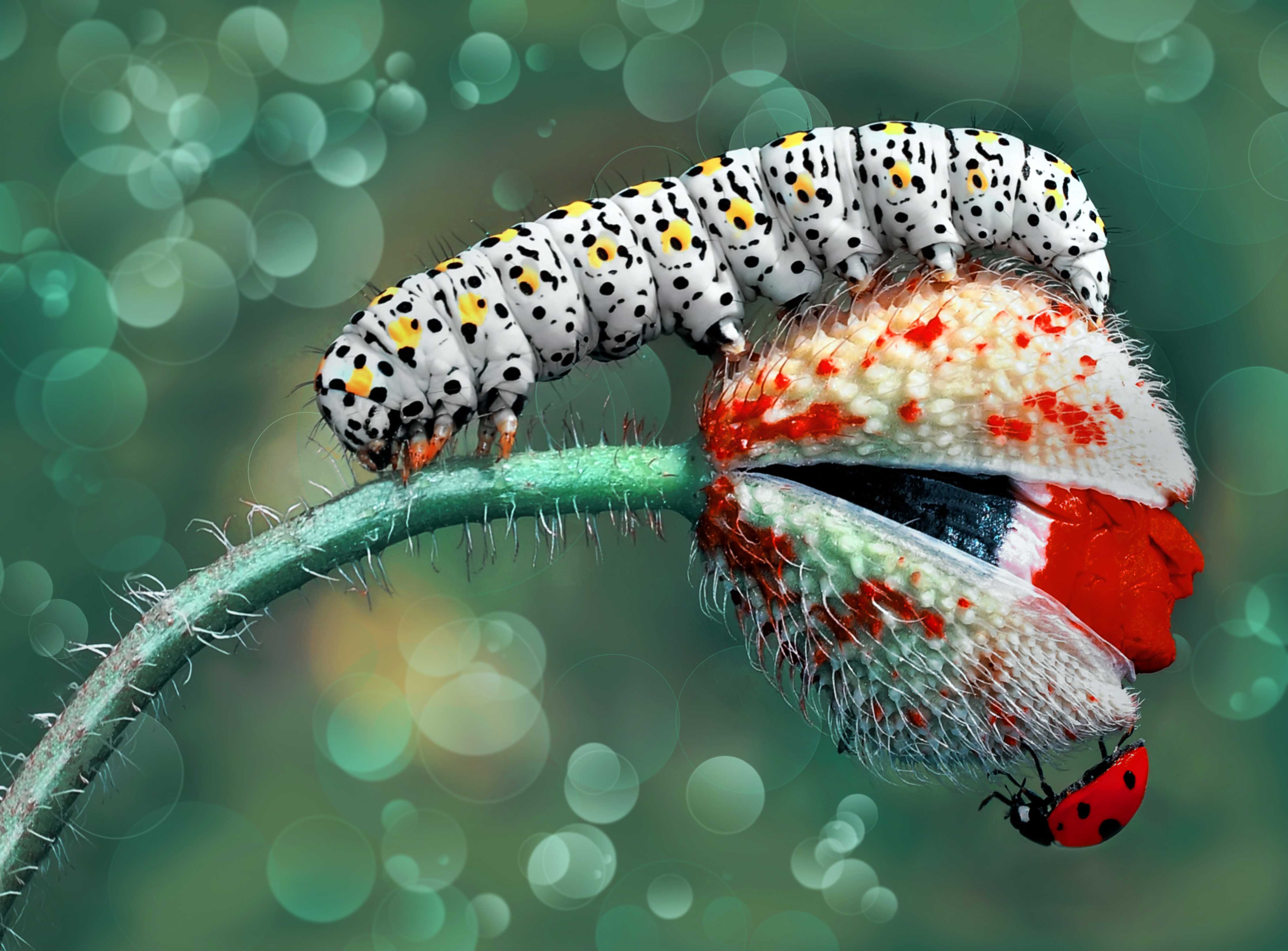 Große Wandbilder-Lebendige Raupe auf Blume mit elegantem Bokeh-Hintergrund