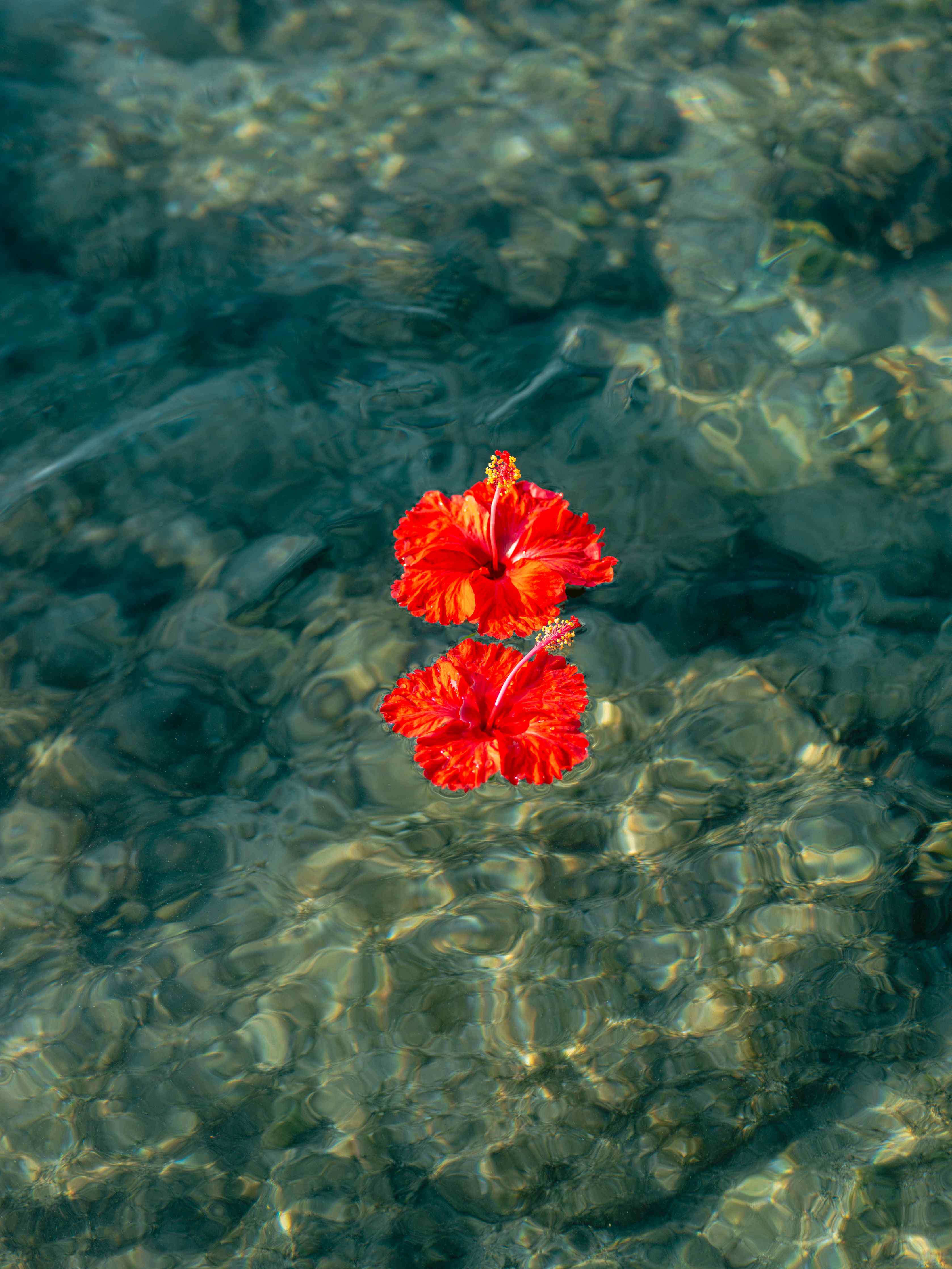 Große Wandbilder-Leuchtend rote Hibiskusblume auf klarem Wasser
