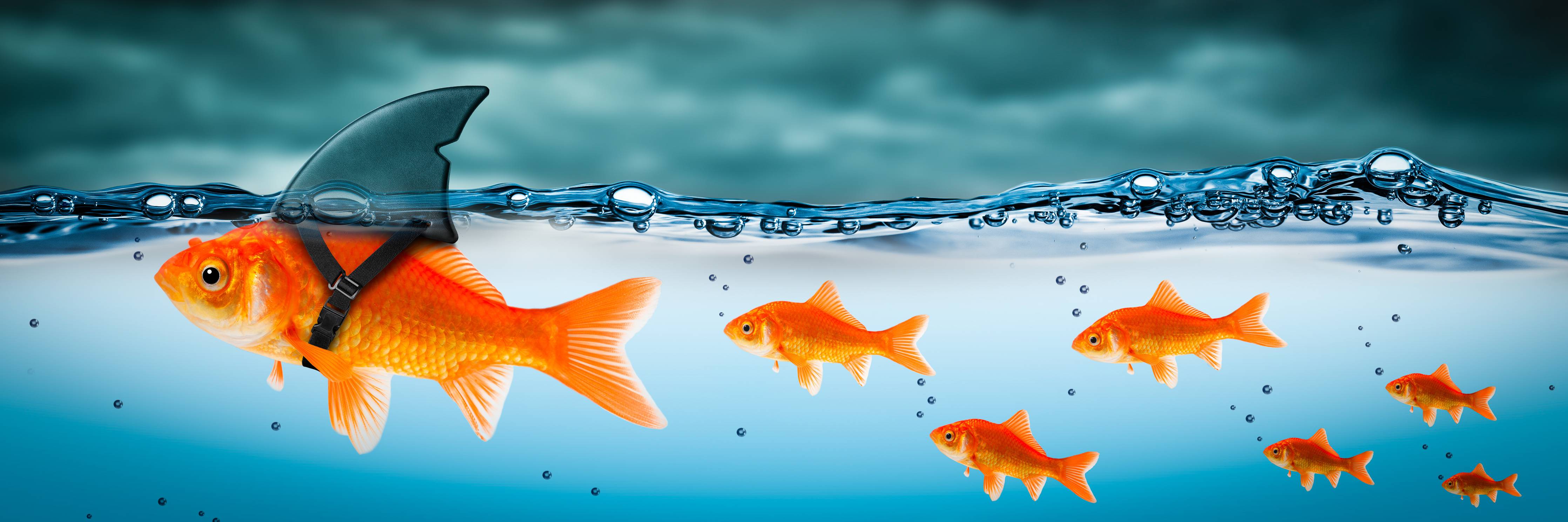 Große Wandbilder-Leuchtende Goldfische im Wasser mit Hai-Flosse