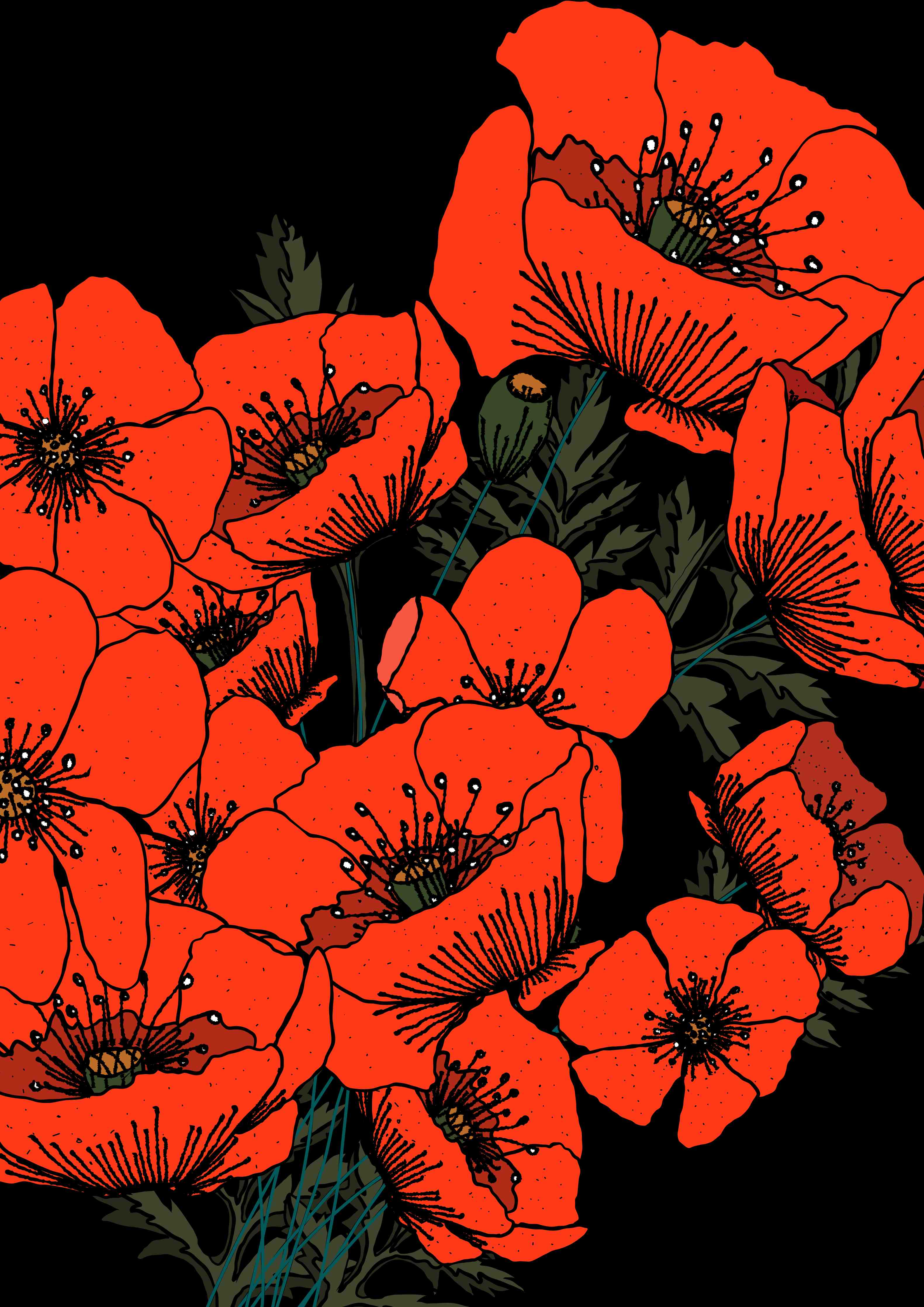 Große Wandbilder-Leuchtende Mohnblumen auf schwarzem Hintergrund