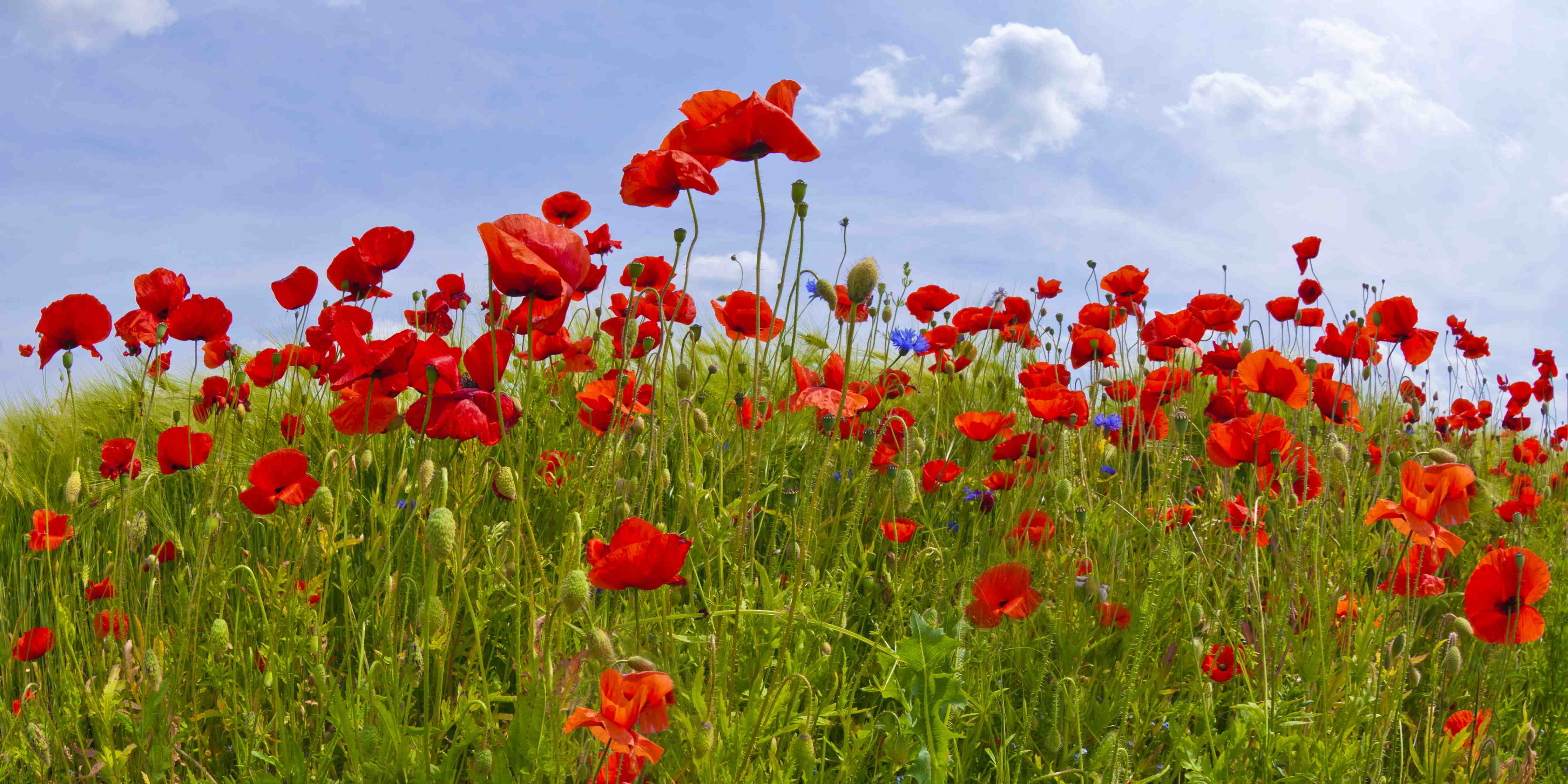 Große Wandbilder-Leuchtende Mohnblumen im Feld