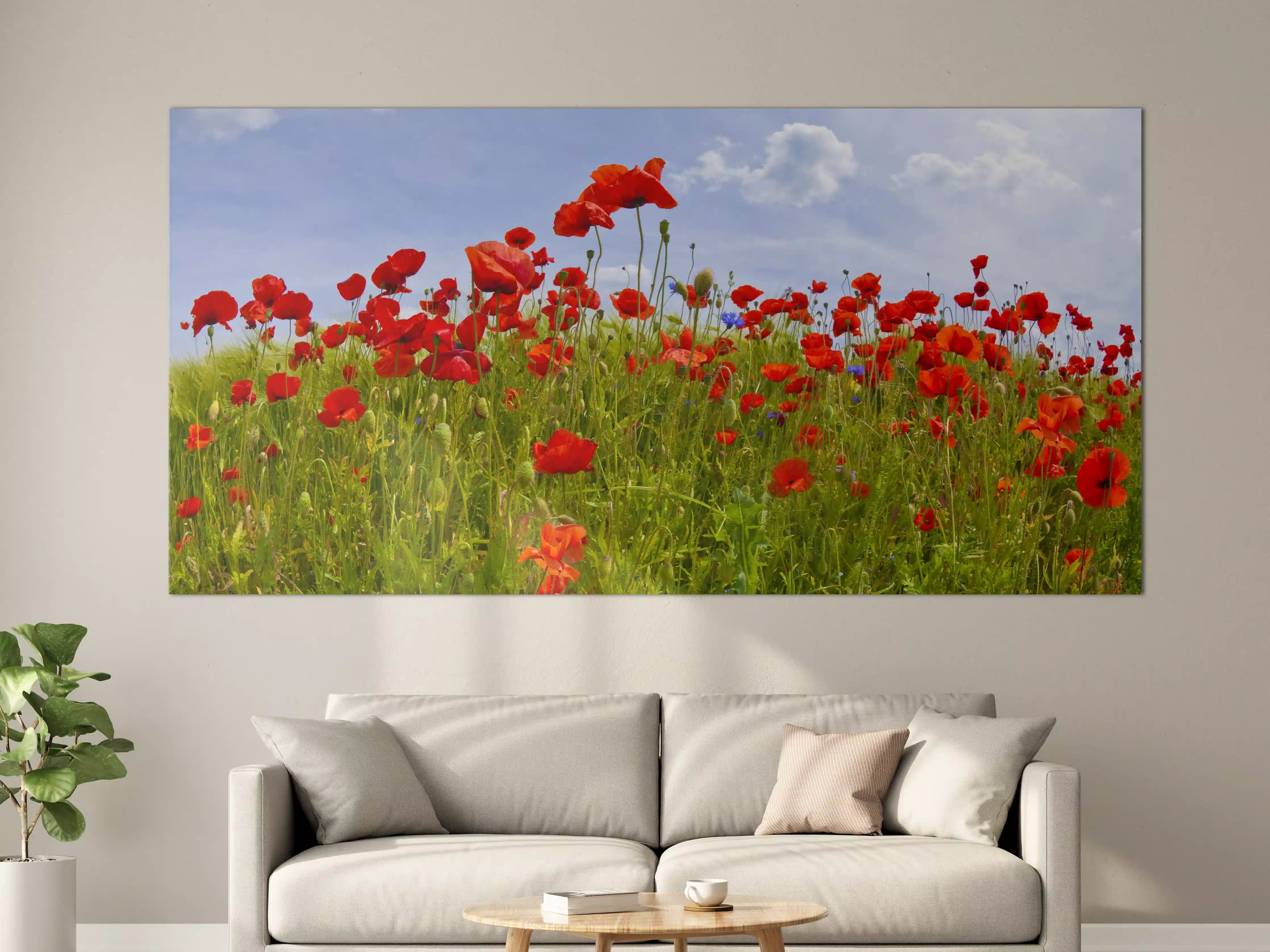 Große Wandbilder - Leuchtende Mohnblumen im Feld