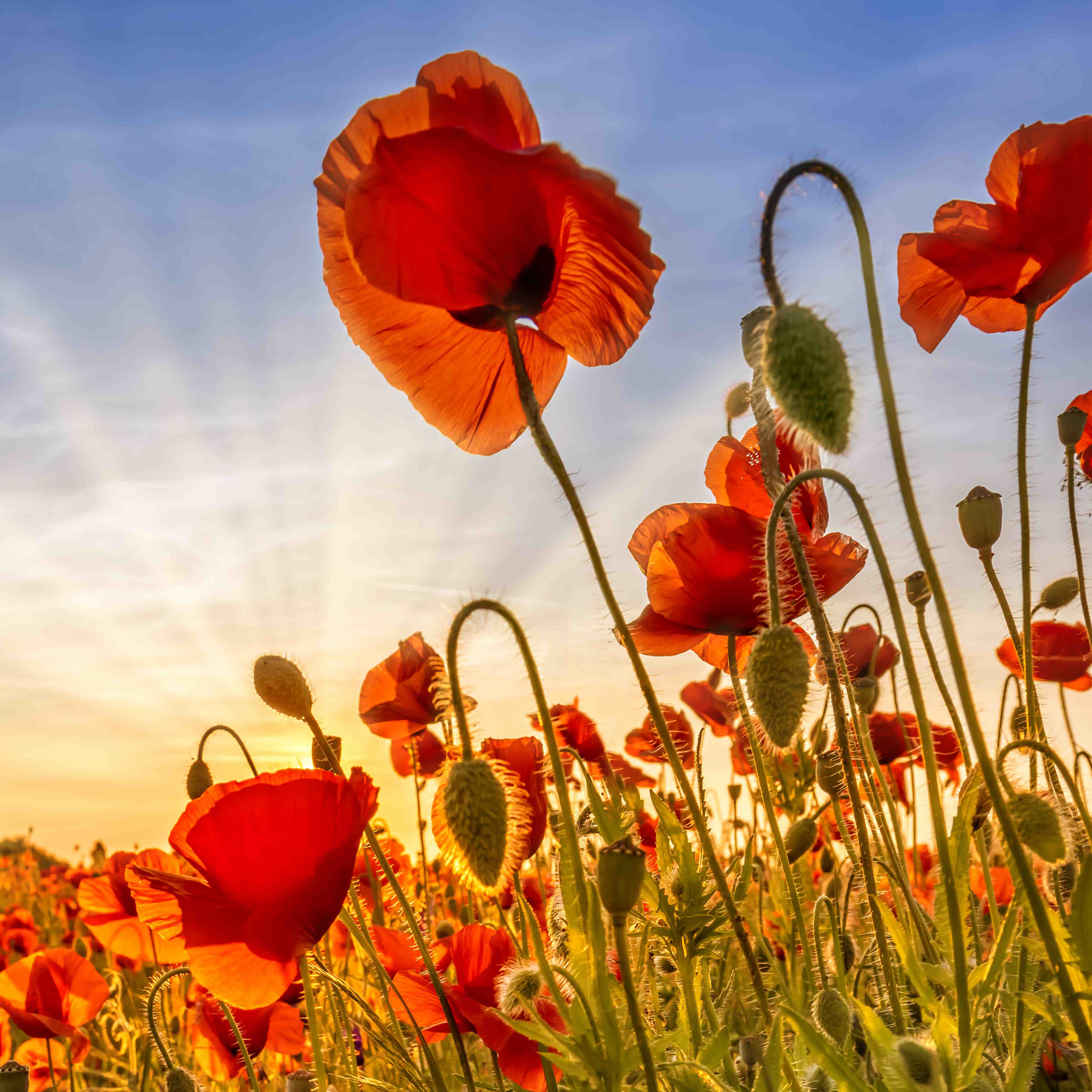 Große Wandbilder-Leuchtende Mohnblumen im Sonnenaufgang